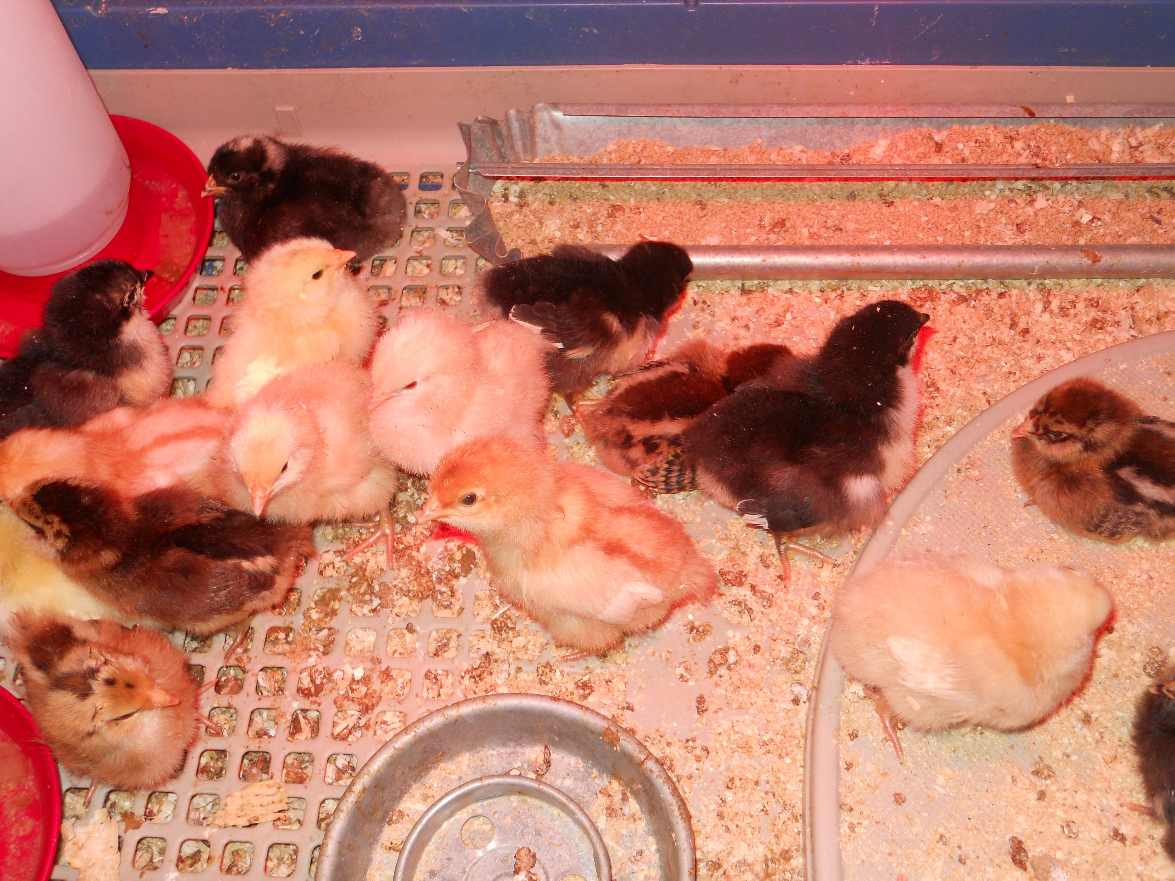 Peeeep... peeep... peep... awww ʘ‿ʘ