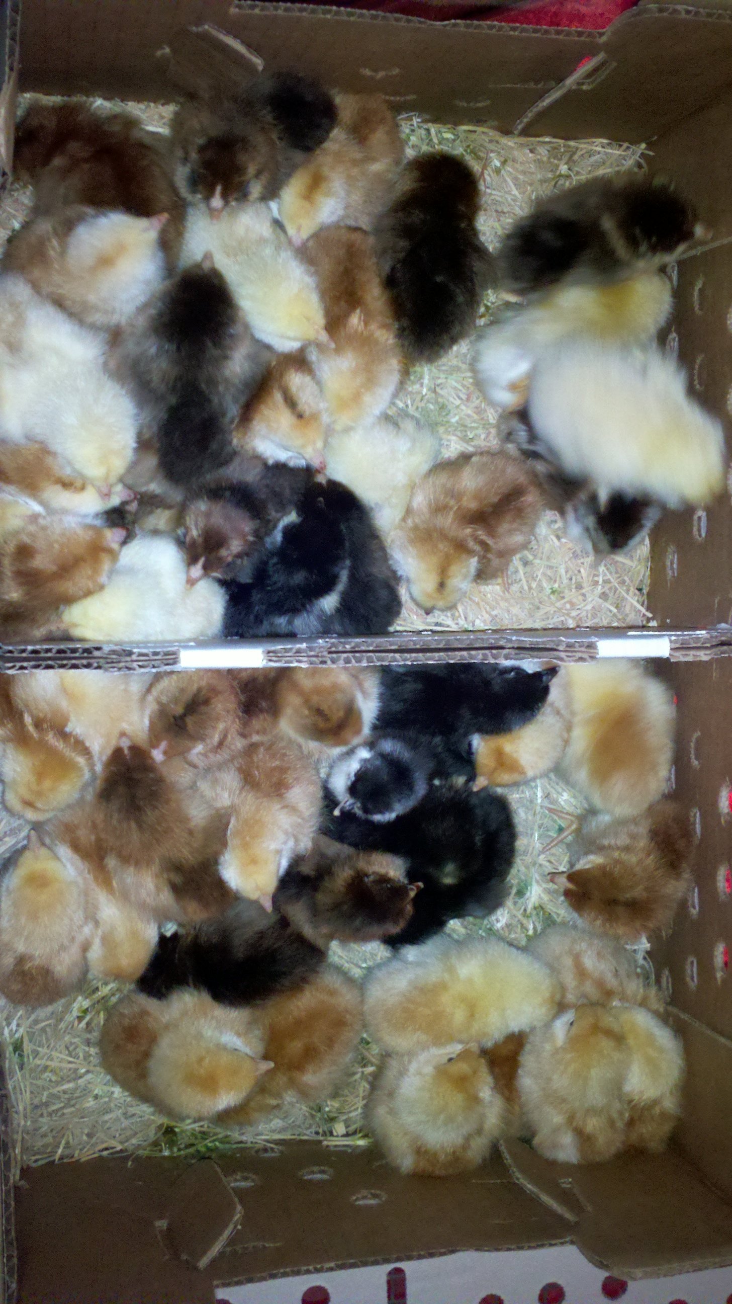 PEEEEPS!!