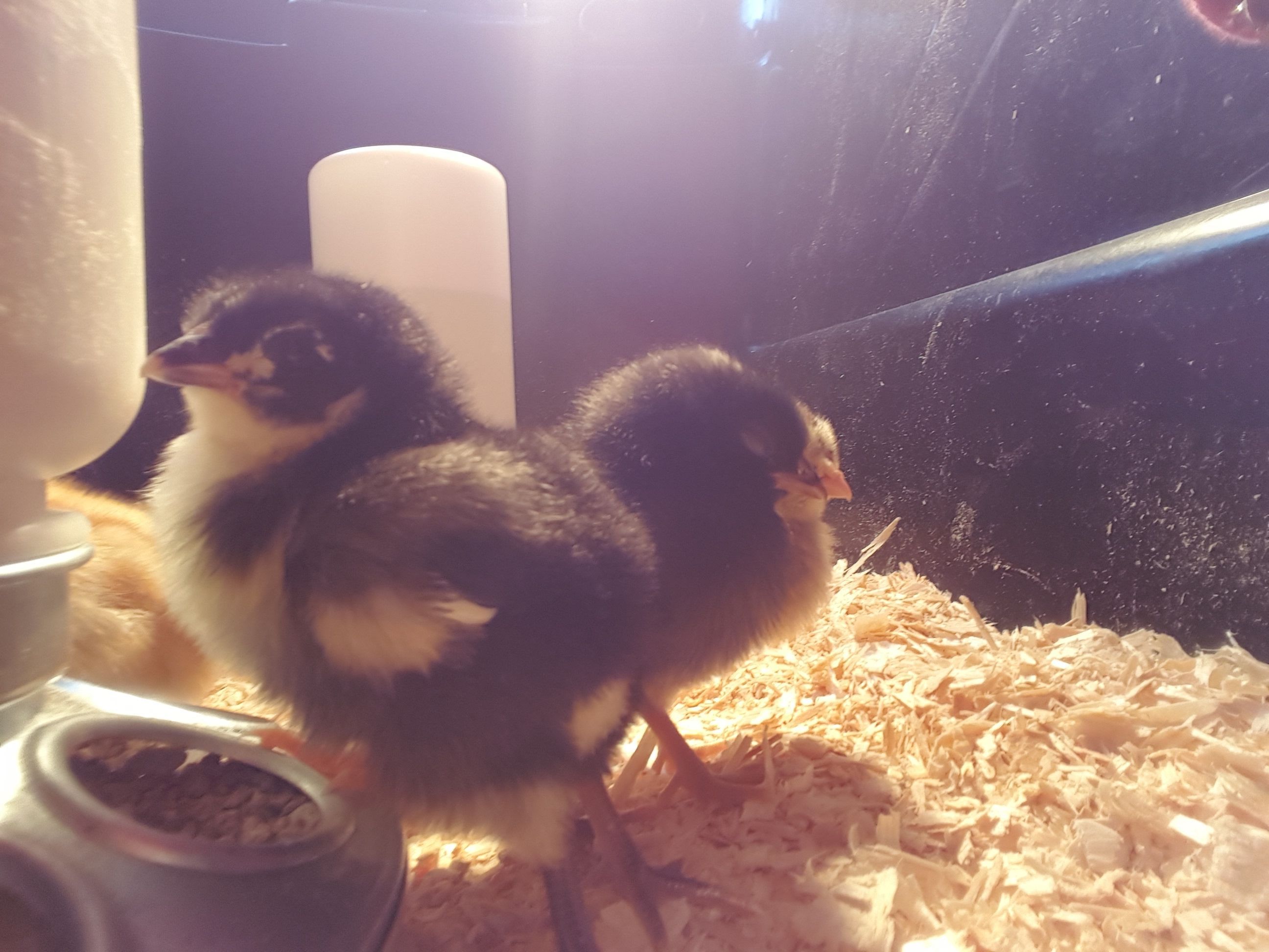 Peek a boo and Shade