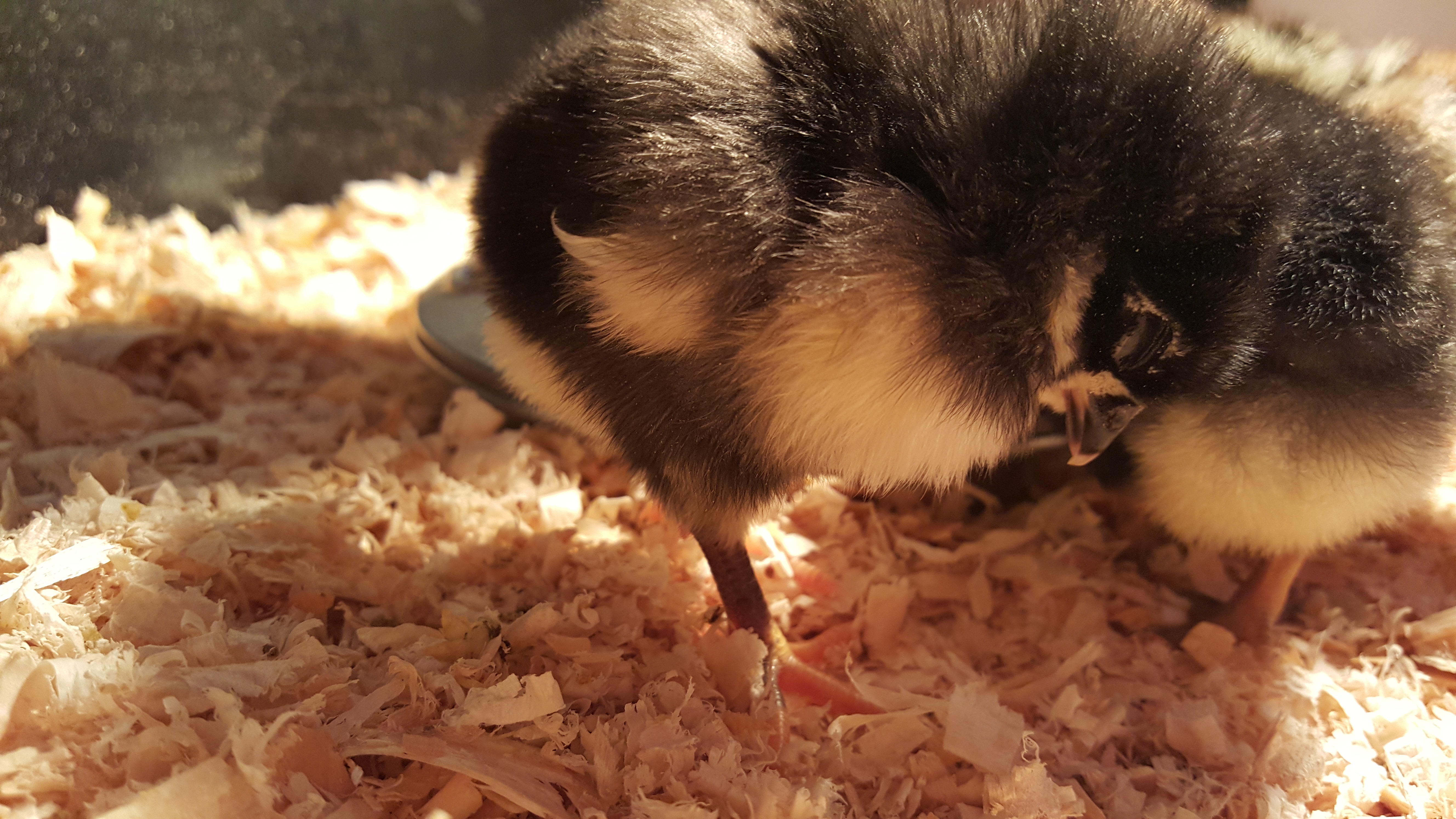 Peek a boo falling asleep. So cute