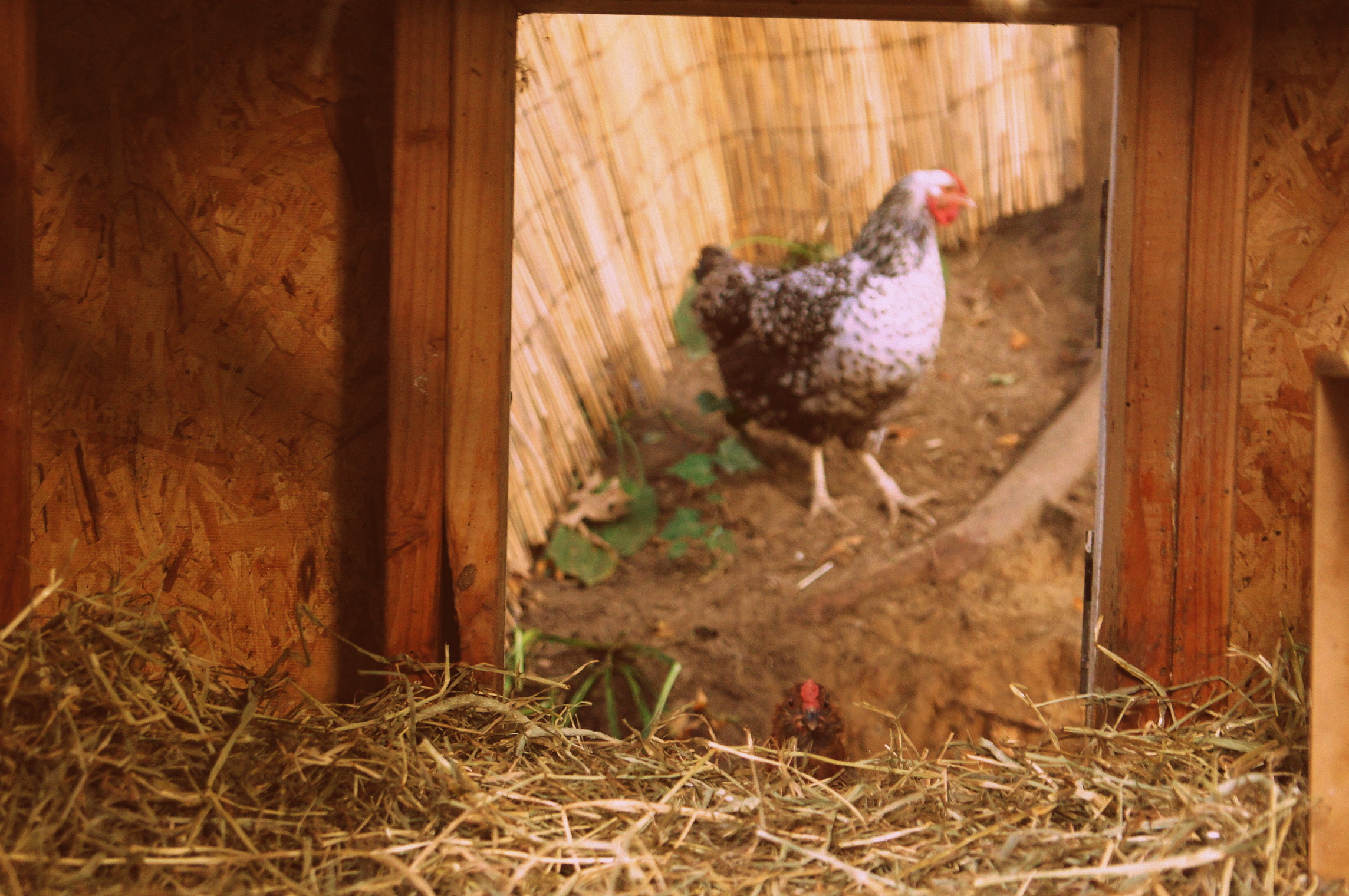 Peek a boo! I see you!