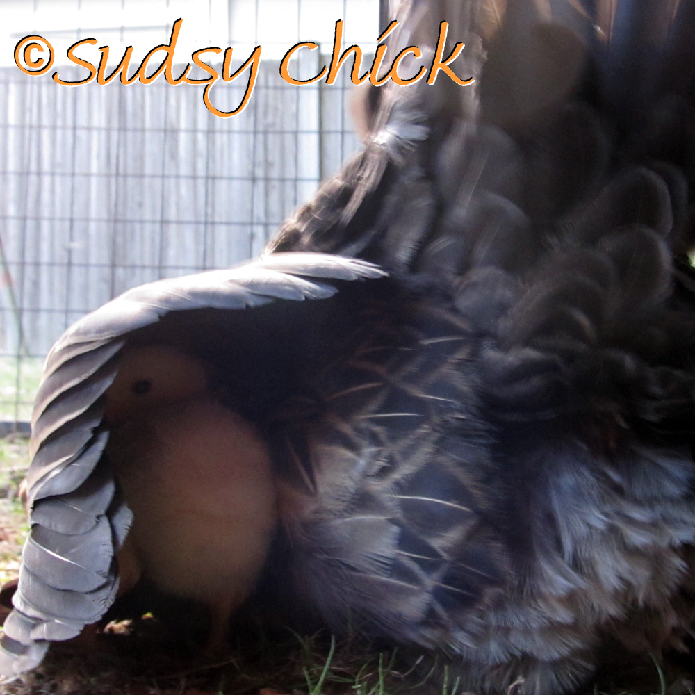 peek-a-boo!