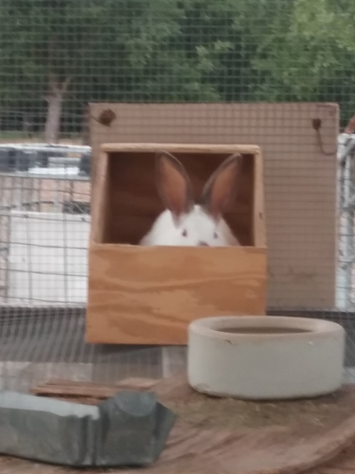 Peek-a-boo