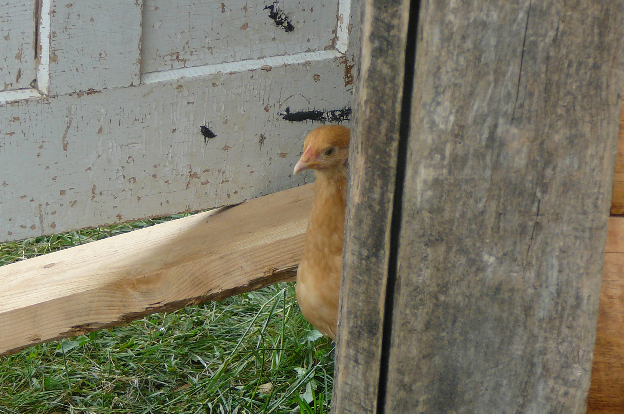 Peek-a-Buff
6/8/12