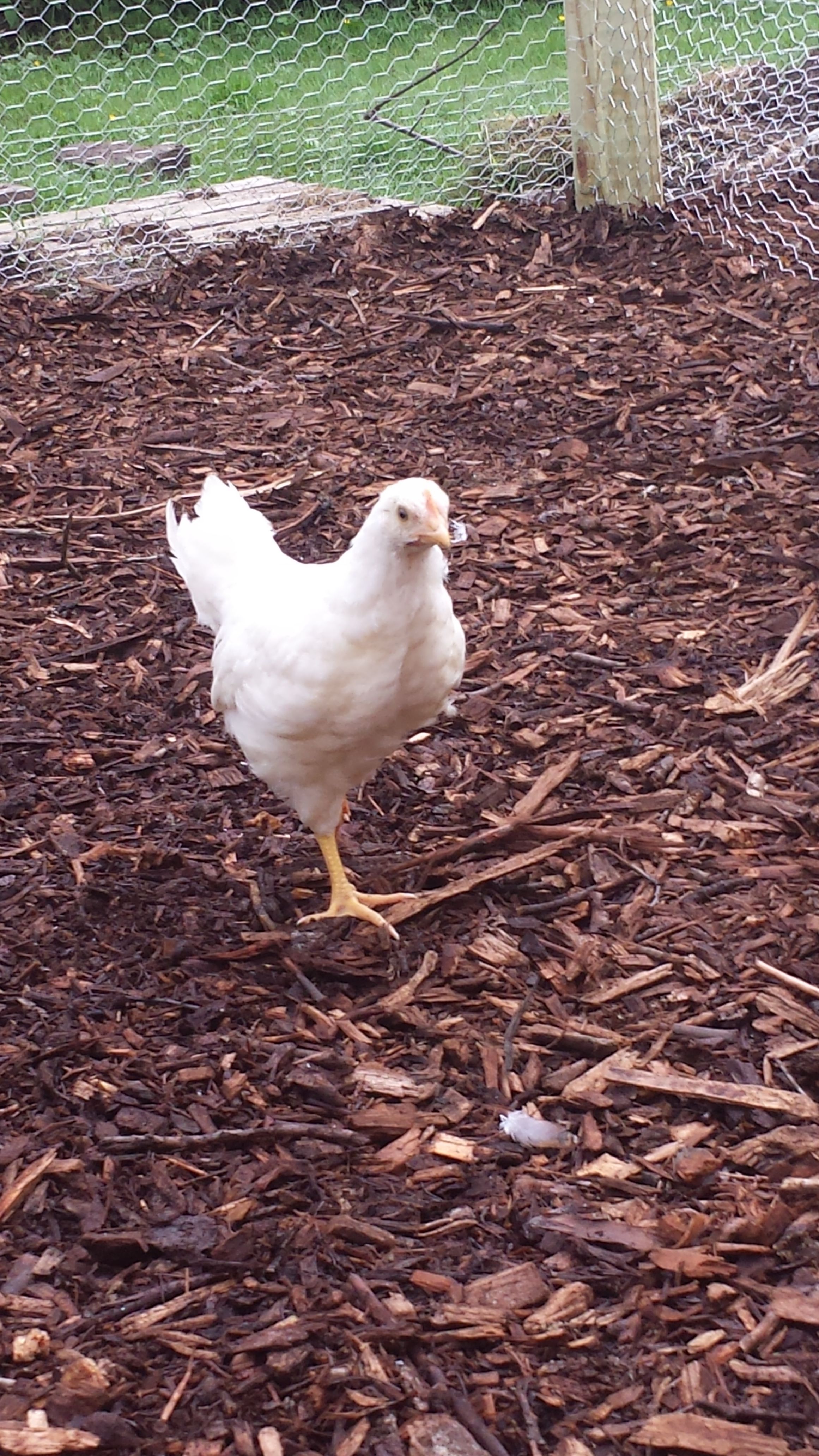 Peekachoo (hen)