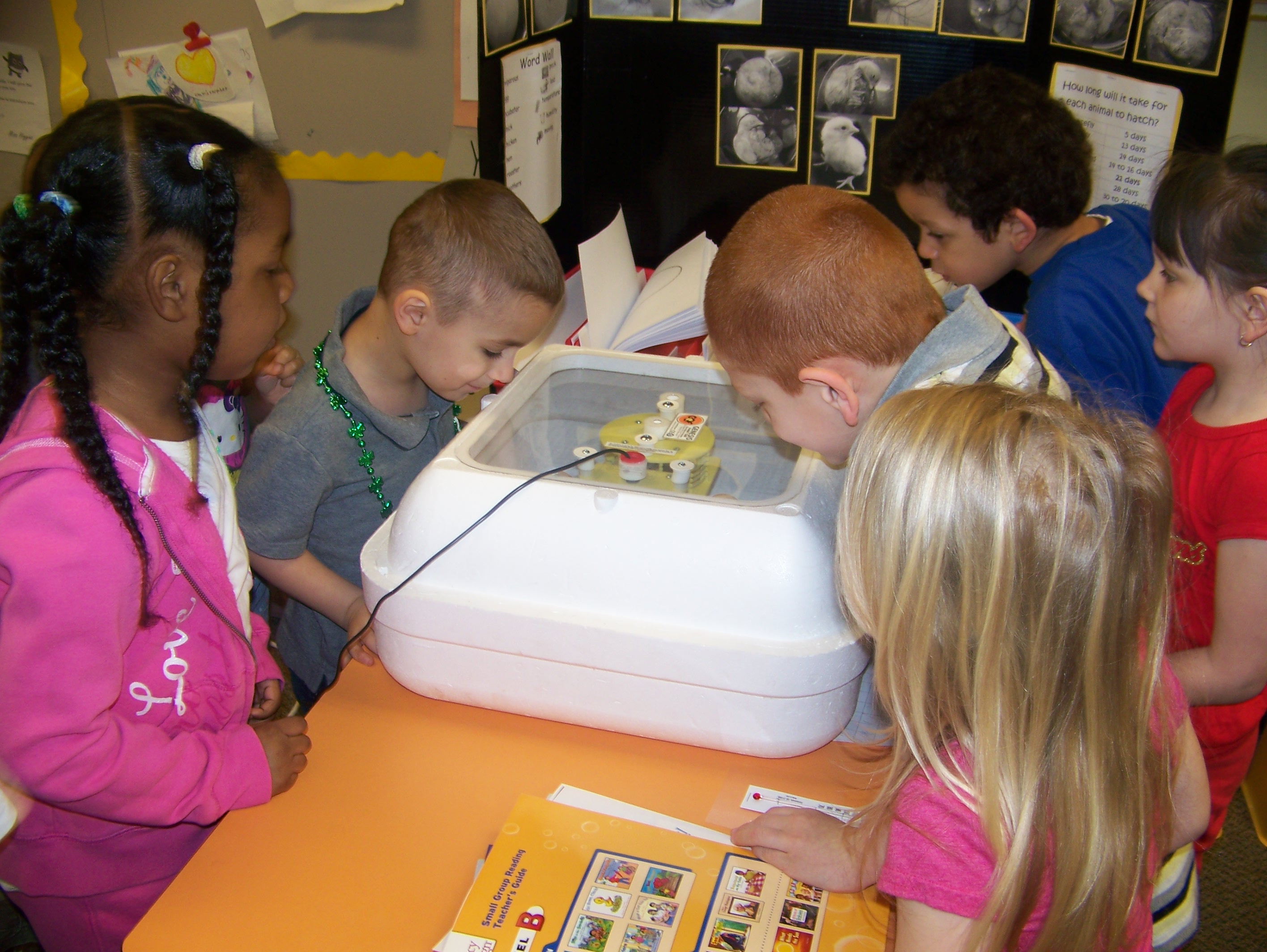Peeking into the incubator...
