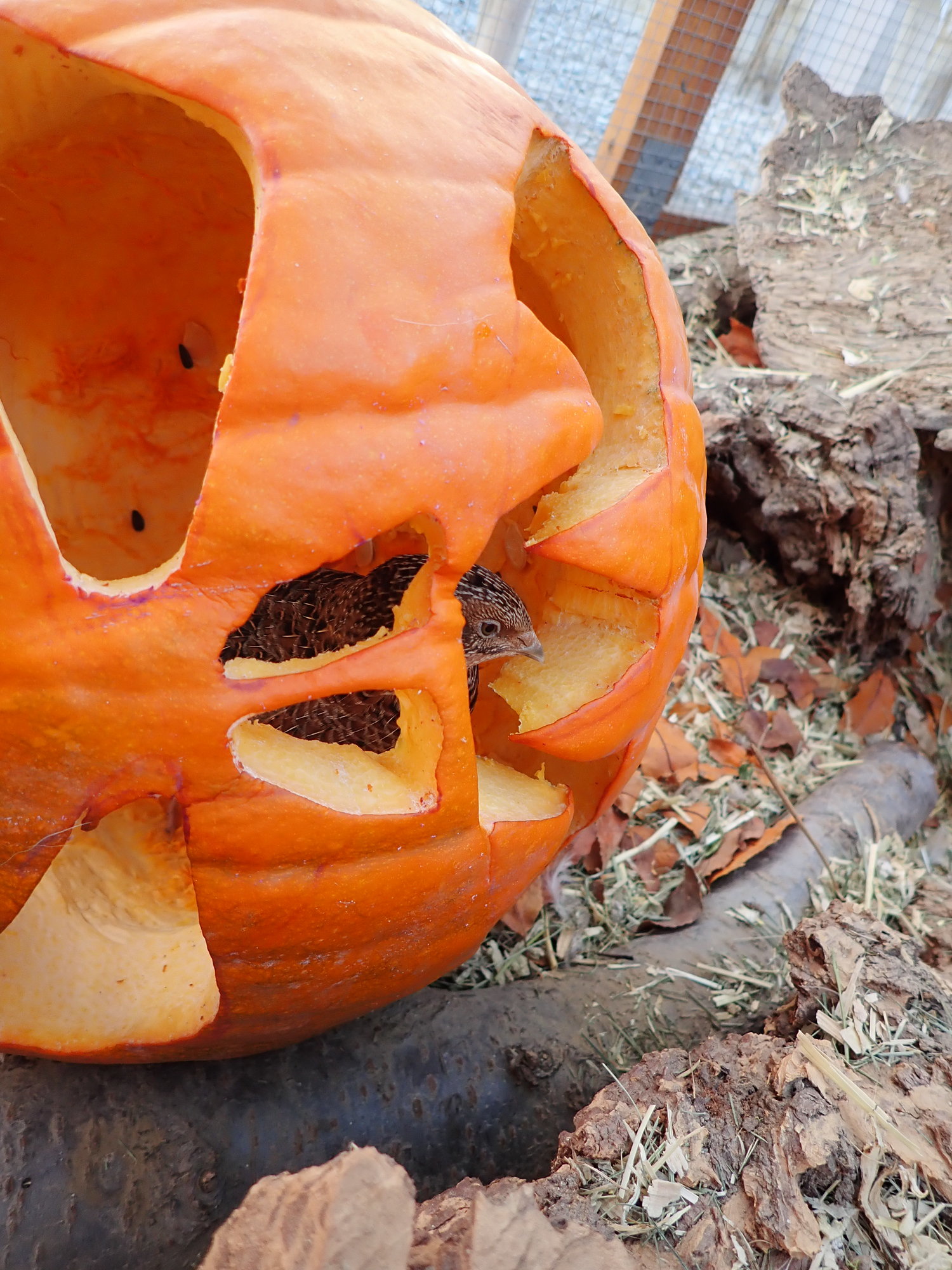 Peeking through a pumpkin