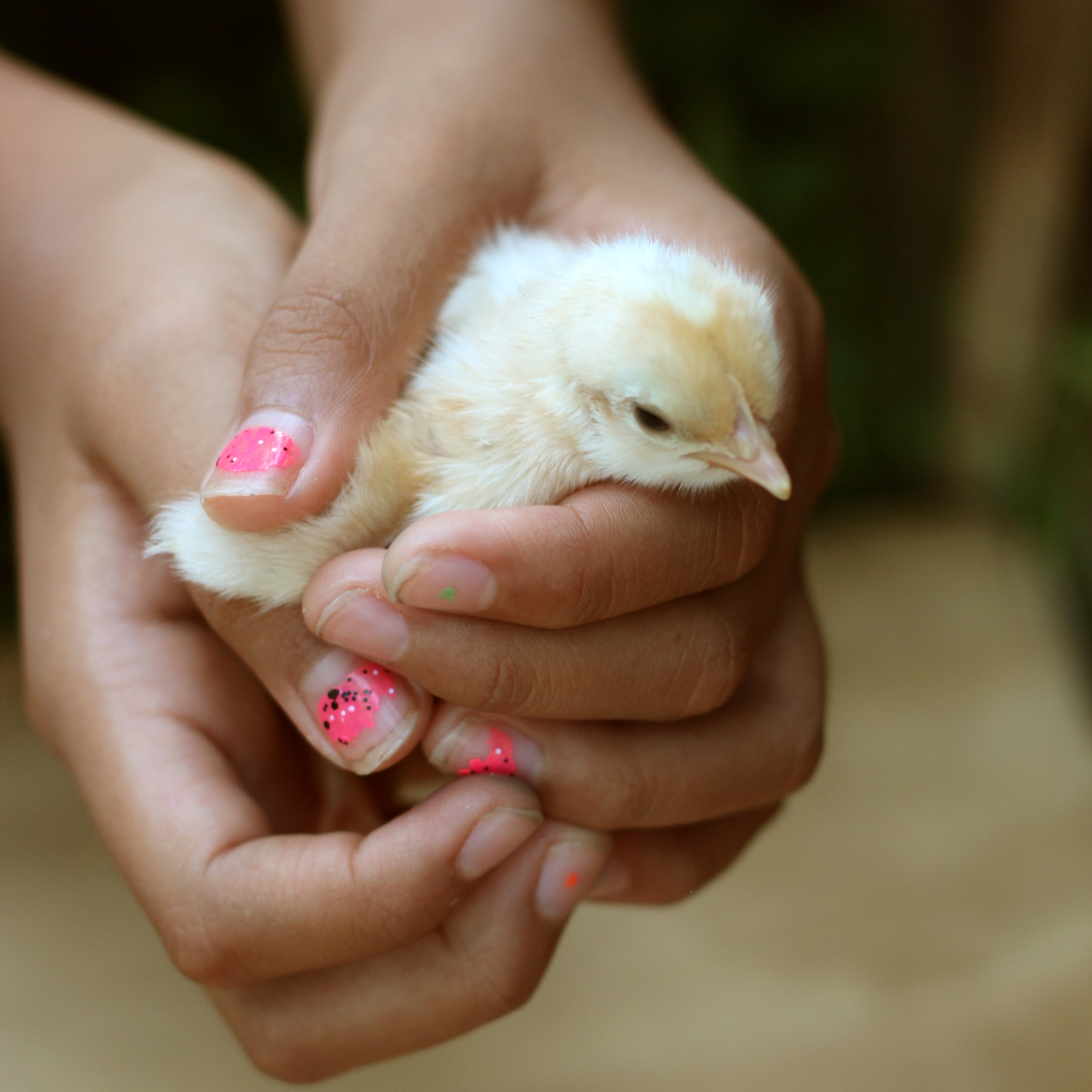 Peep #1 ... looks like a Sex Link
Hatched August 26