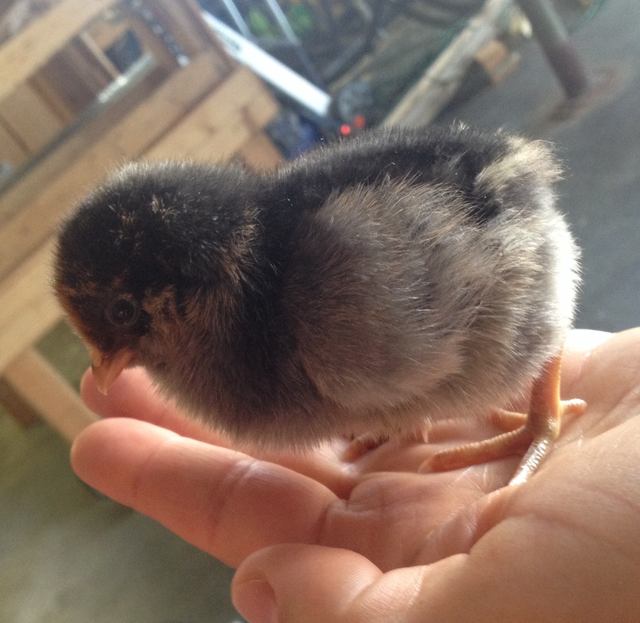 Peep 2 days old