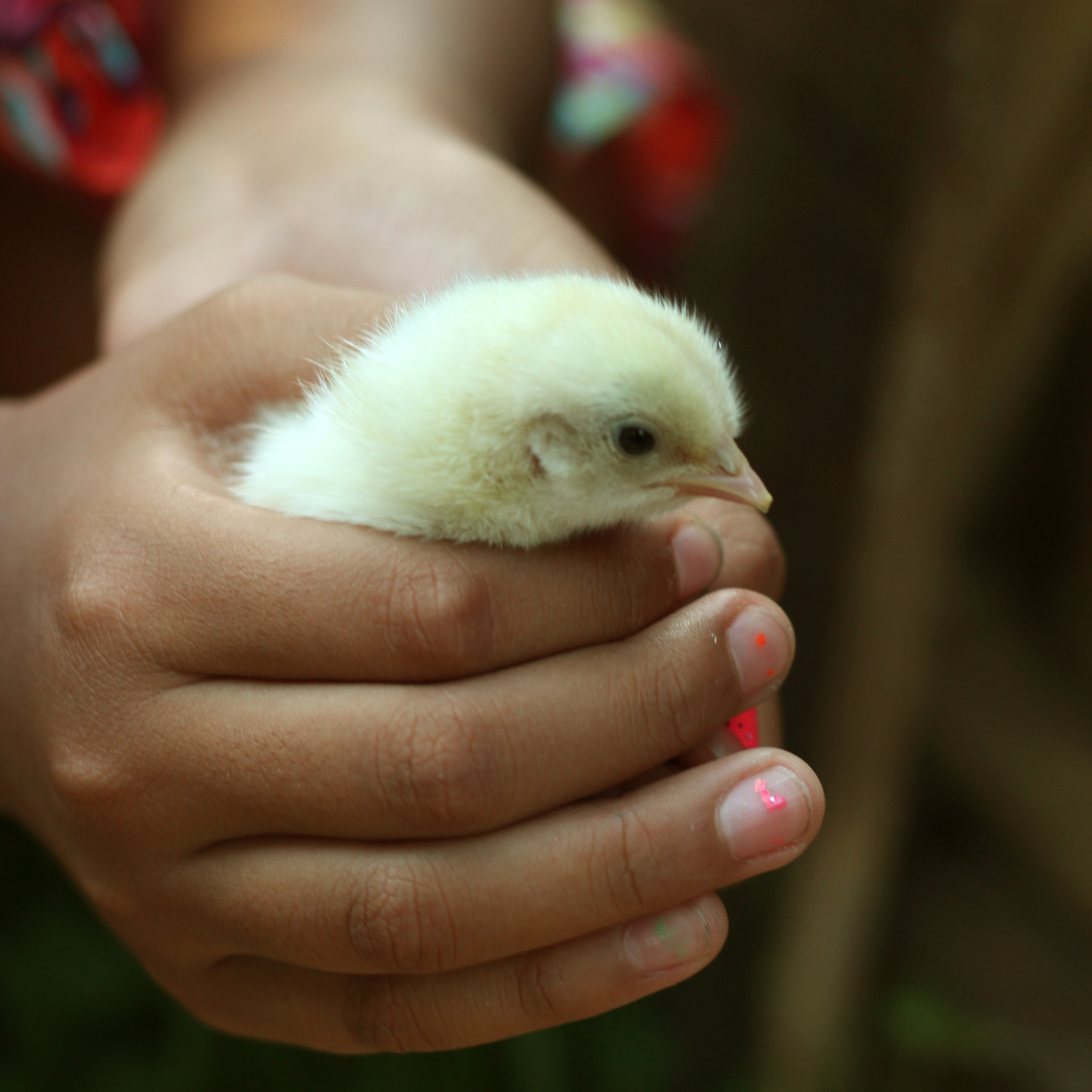 Peep #2 
Hatched August 26