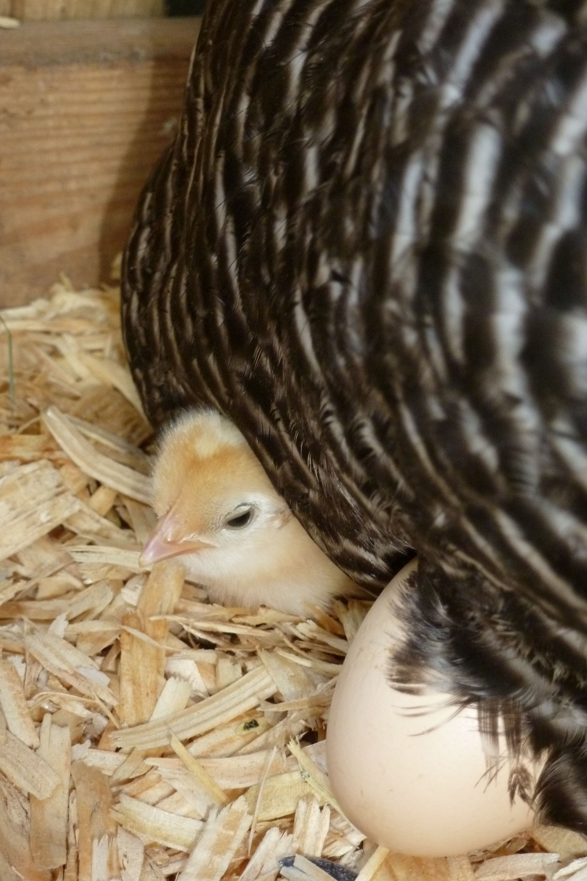 Peep #3 peeks out from under surrogate mama Gandie (Barred Rock - year and a half)