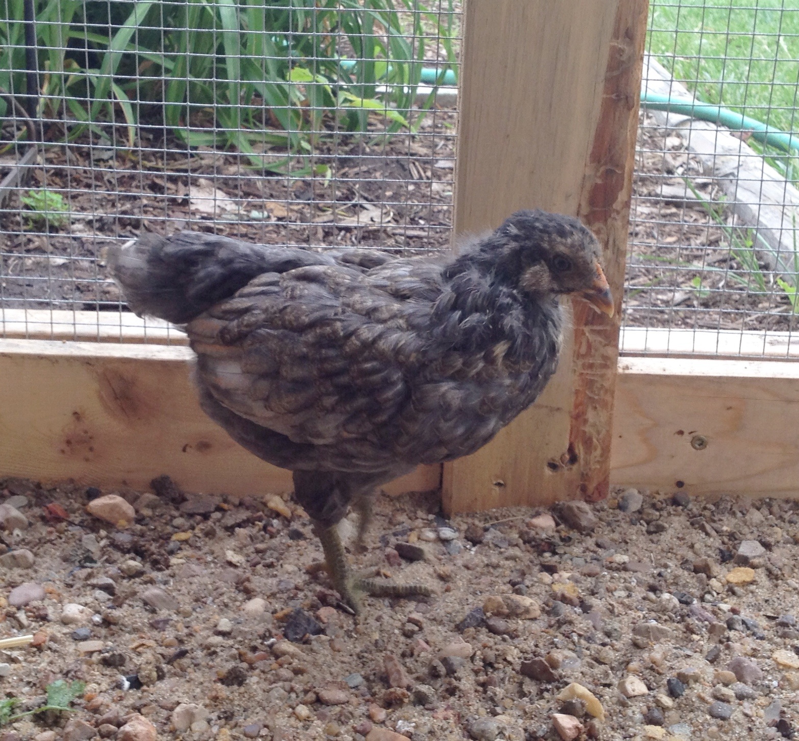 Peep 5 wks