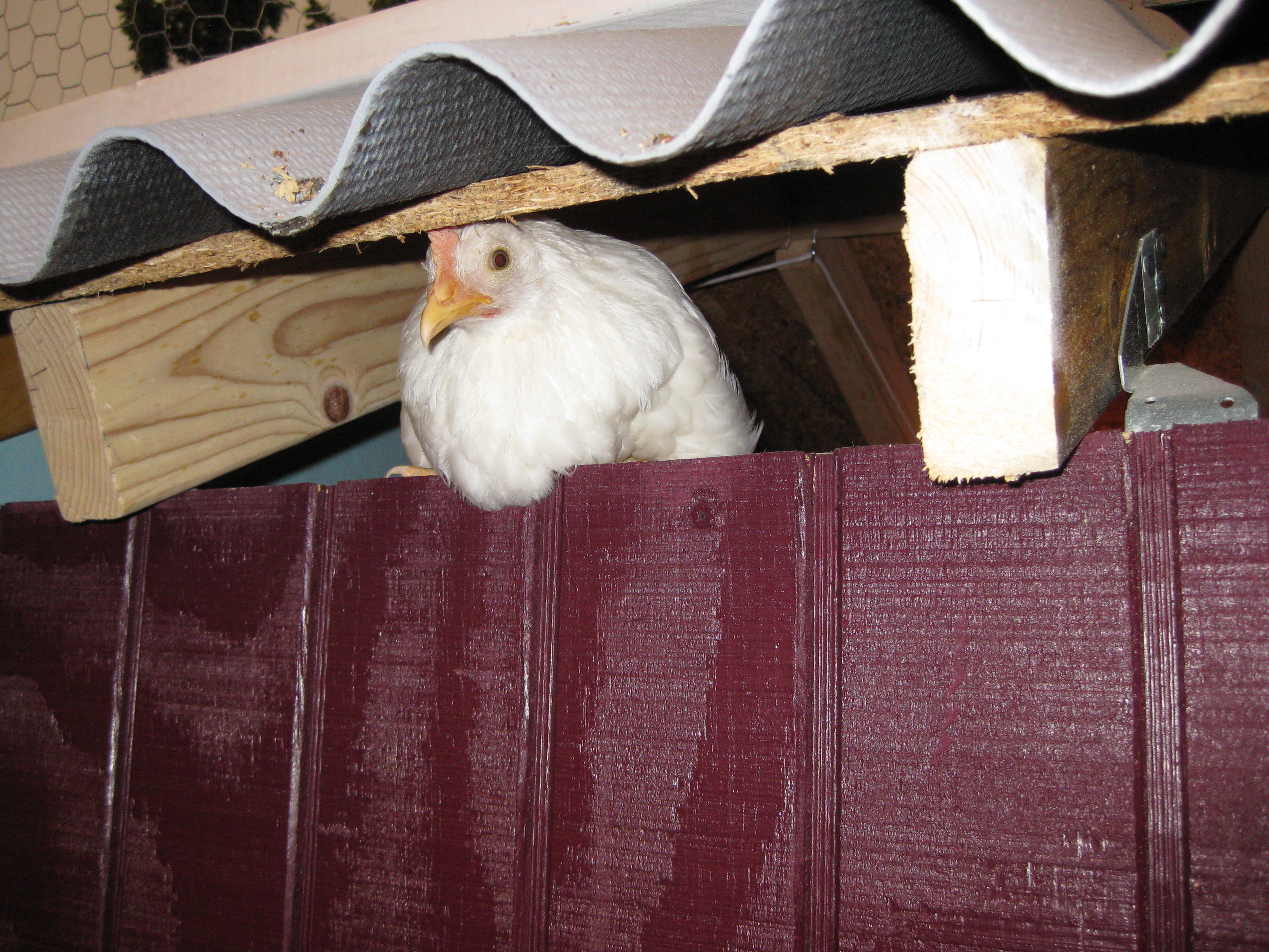 Peep-a-boo!