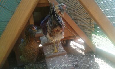 Peep and Soren