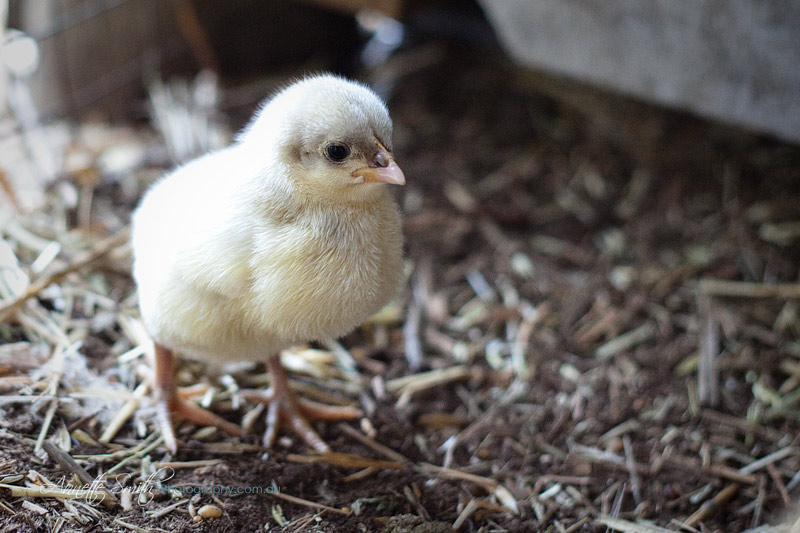 Peep at 6 days old
