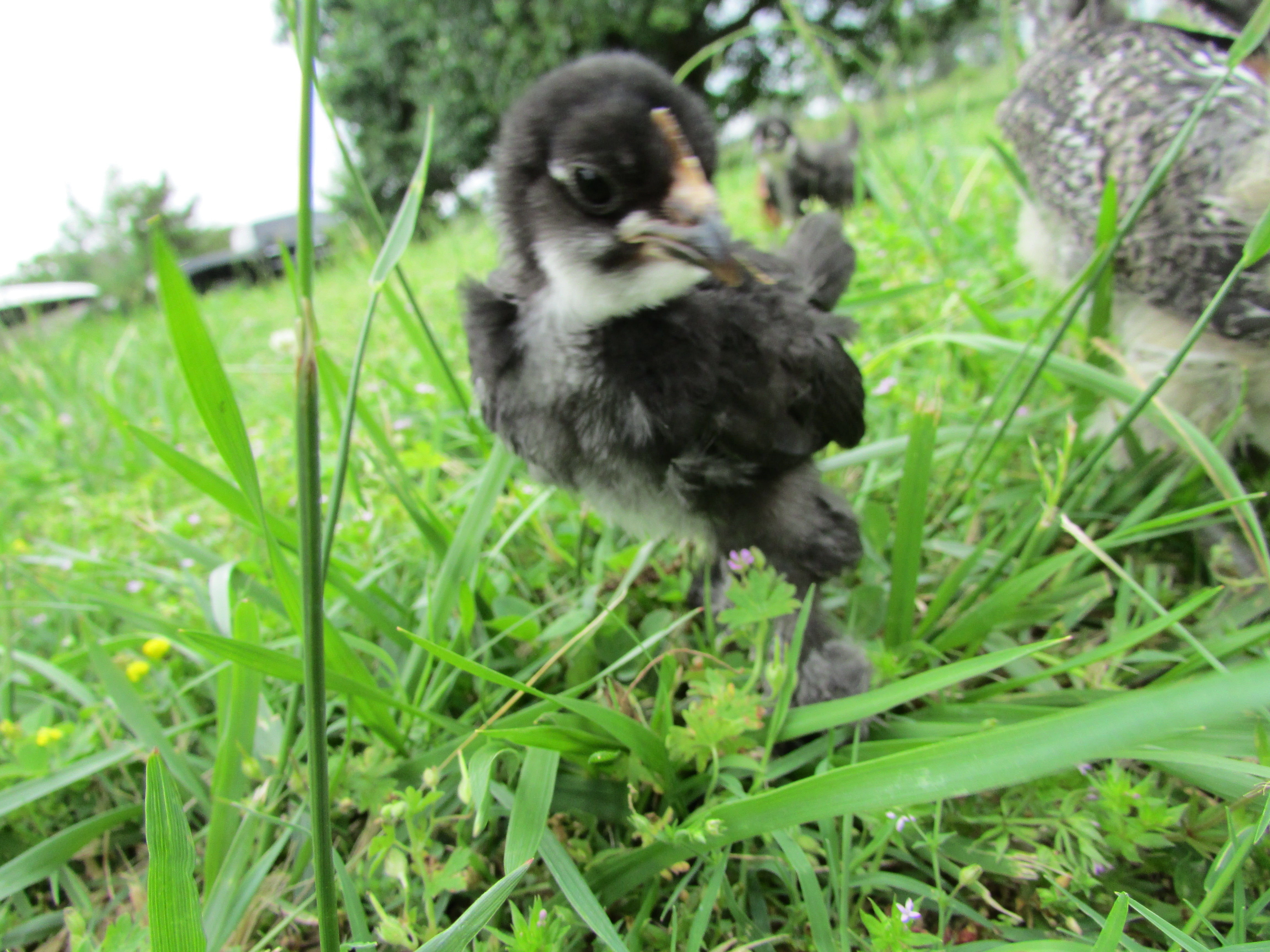 Peep-from the bantam bin, don't know the breed
