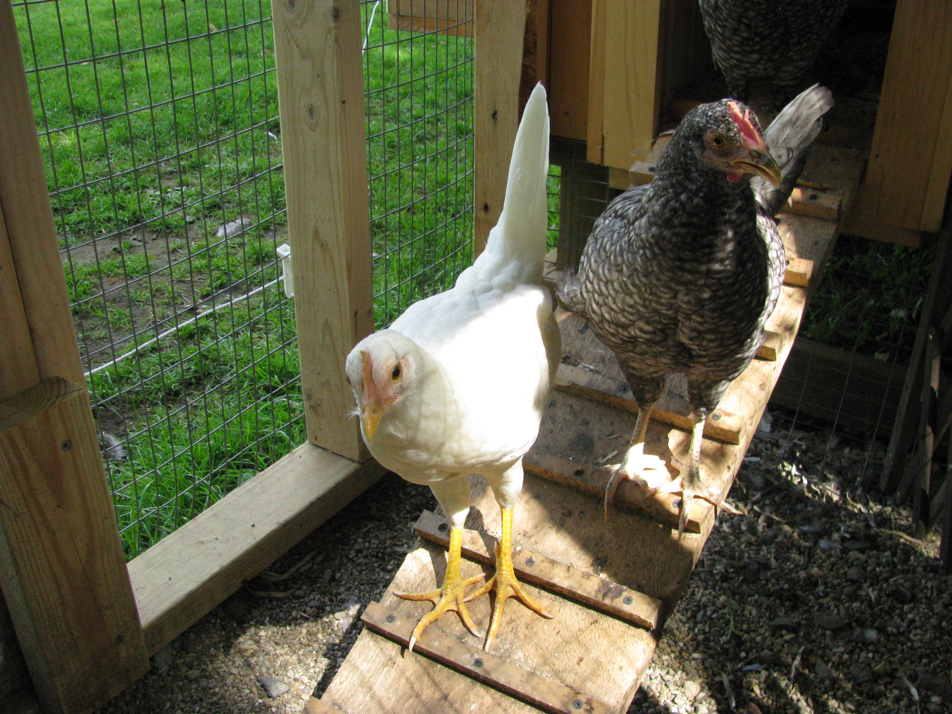 Peep is the Leghorn and Bob following her