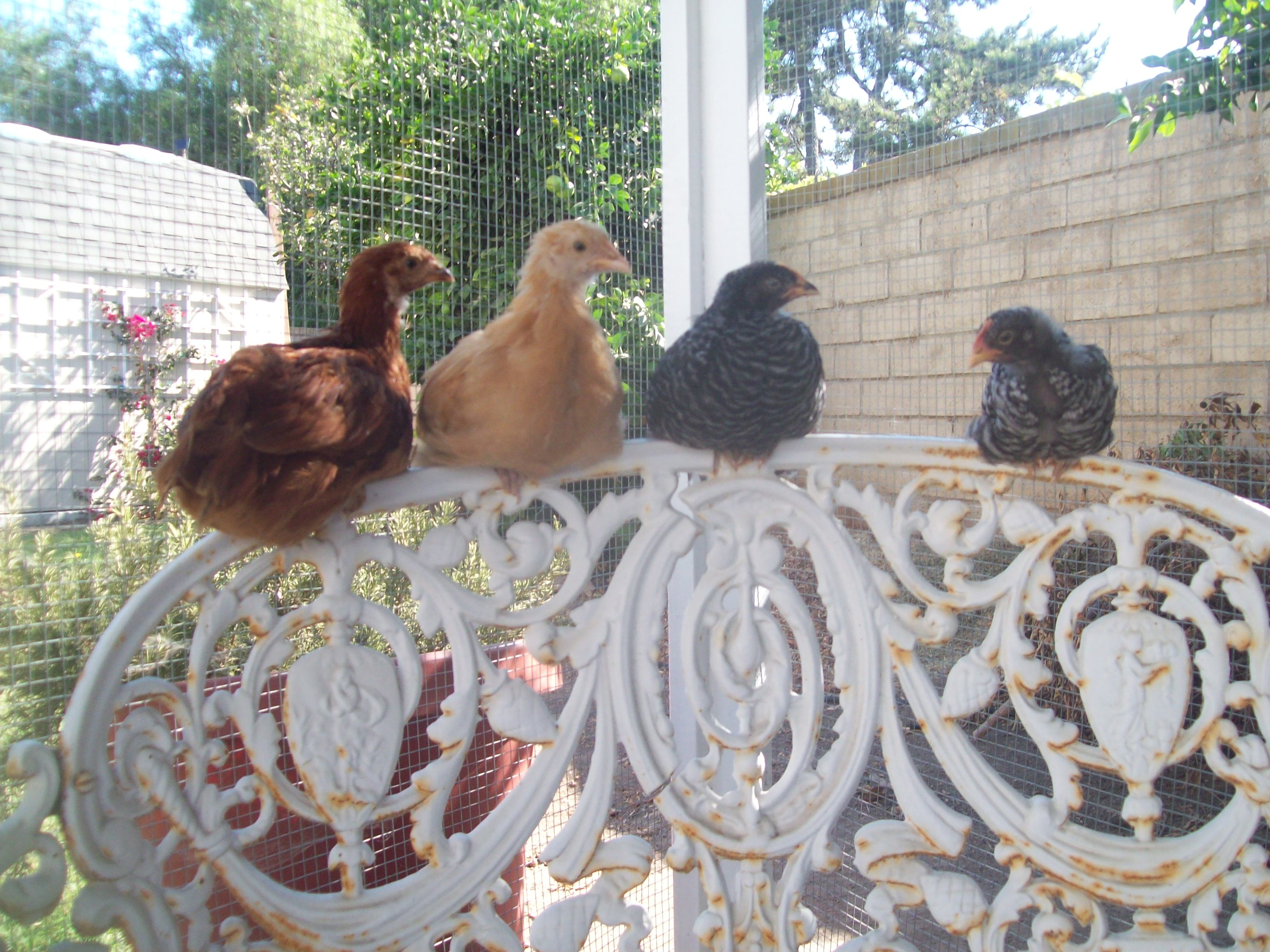 Peep, my brothers Rhode Island Red Pullet, Sunny, my moms Buff Orpington Pullet, Lady Lacey, my Barred Rock Pullet, and Speckles, my Barred Rock Cockerel.