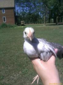 Peep our bantam hen