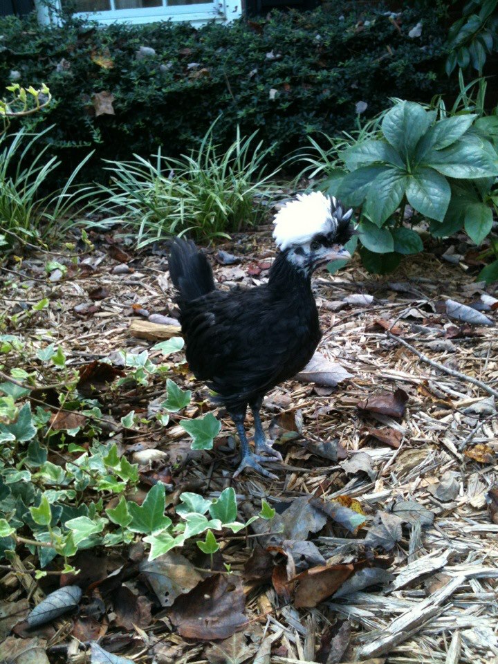 Peep, Polish Crested