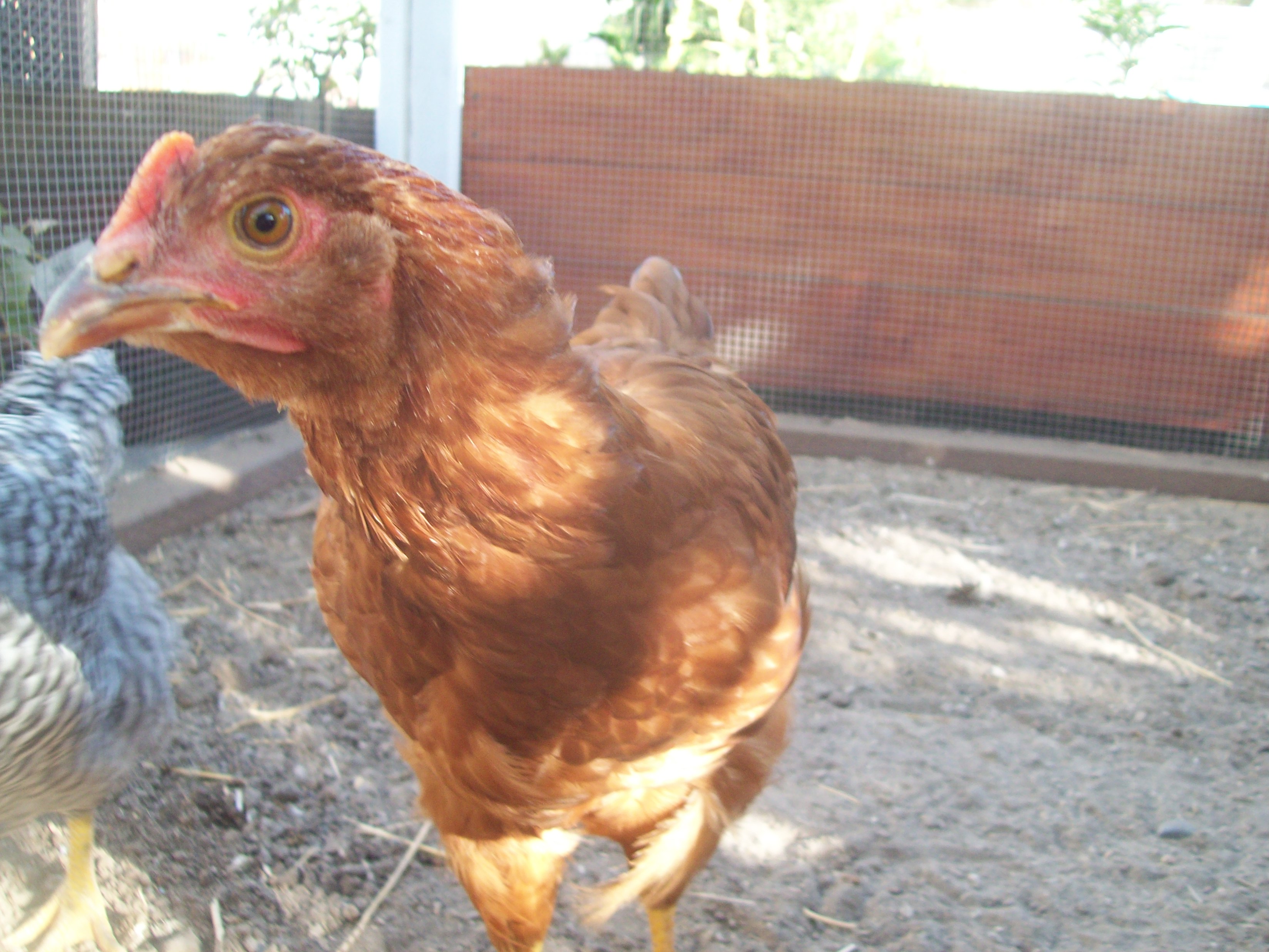 Peep, Rhode Island Red pullet, giving me the "Peep Eye."