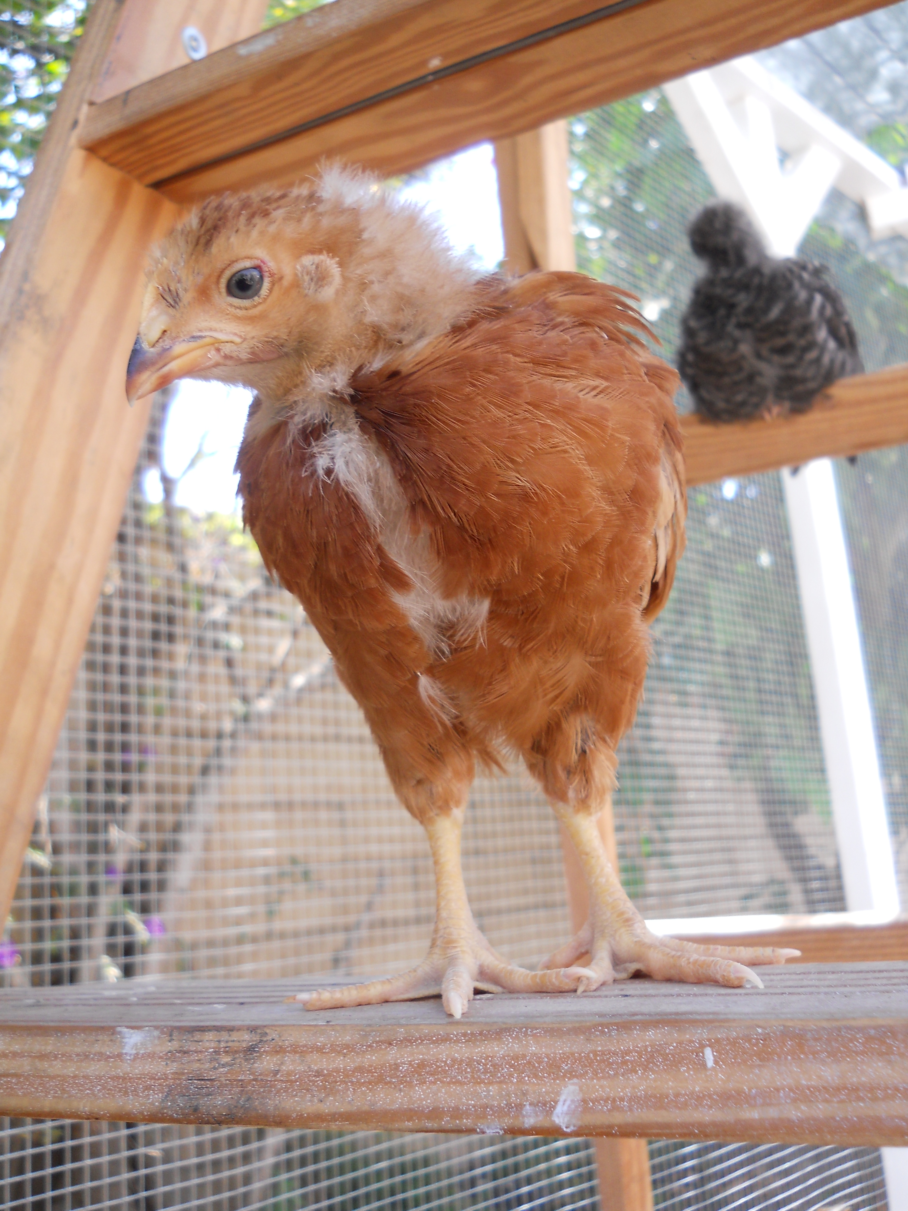 Peep, Rhode Island Red Pullet with Lady Lacey, Barred Rock Pullet in background