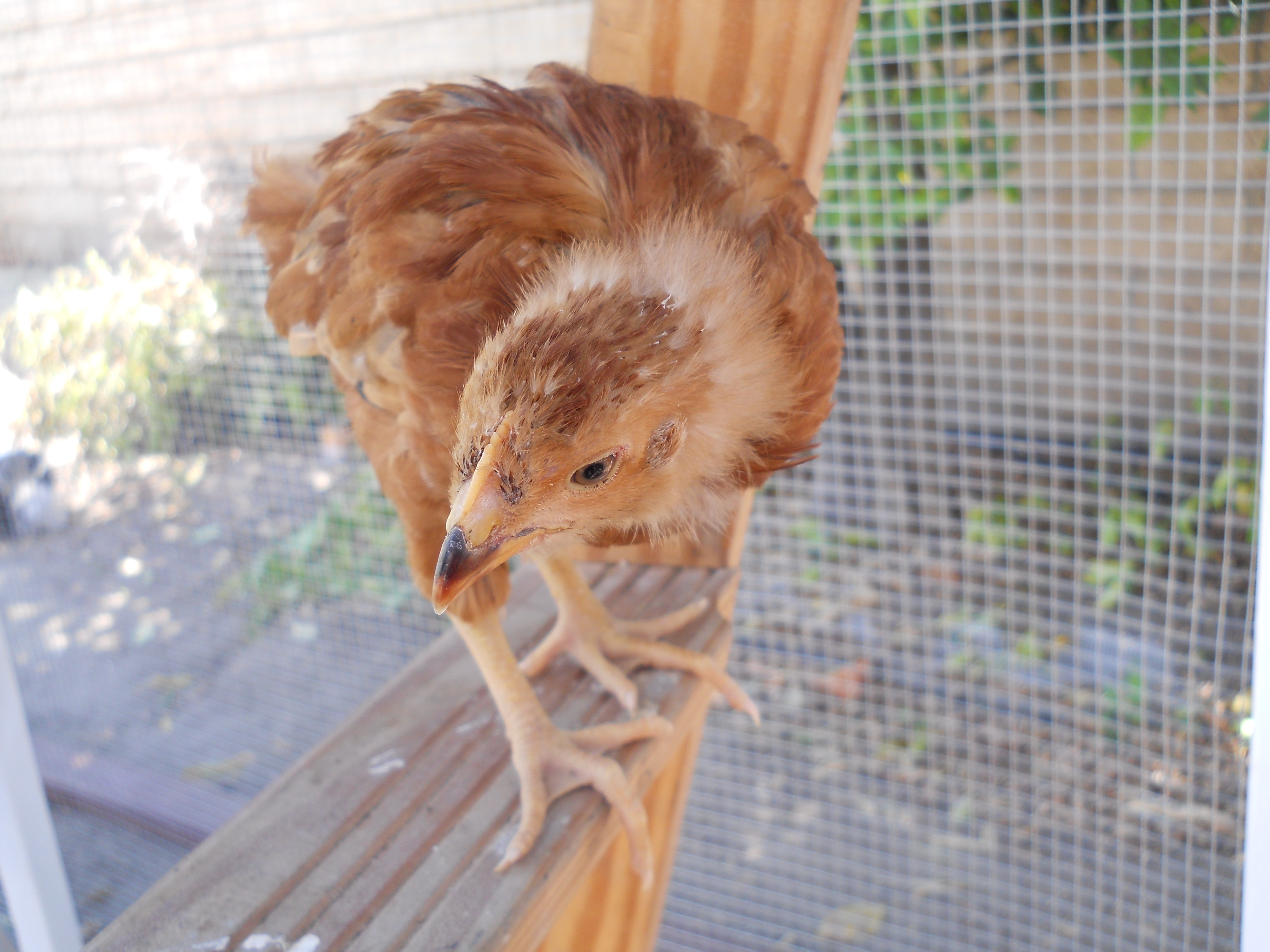 Peep, Rhode Island Red Pullet