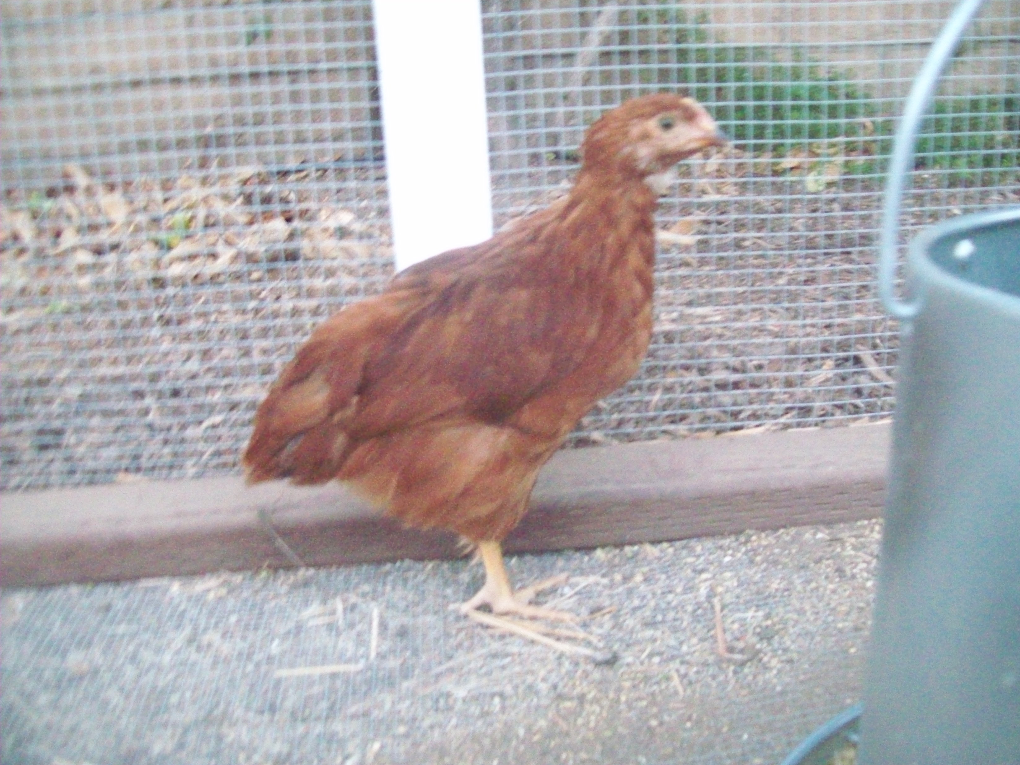 Peep, Rhode Island Red PUllet