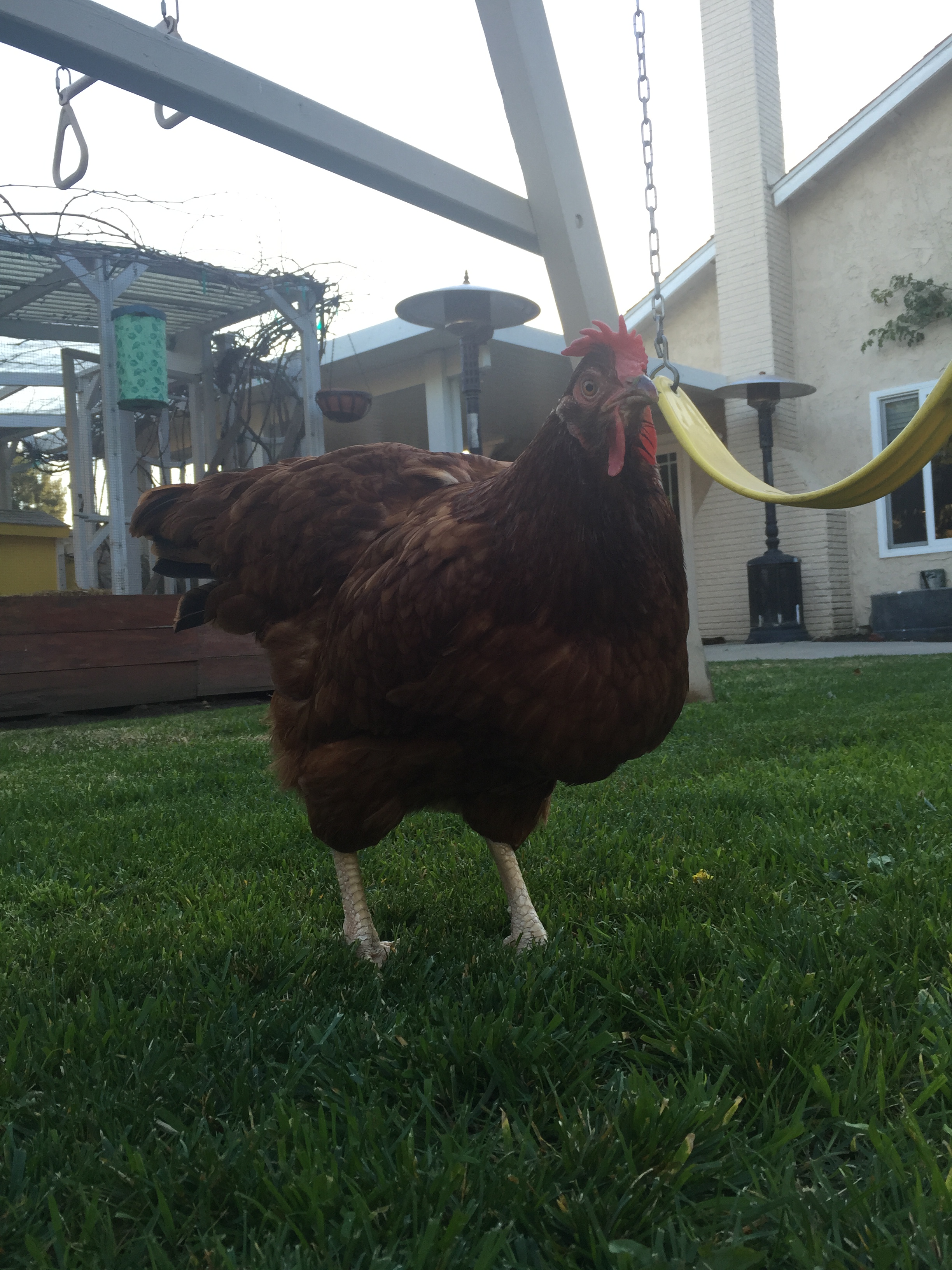 Peep (Rhode Island Red)