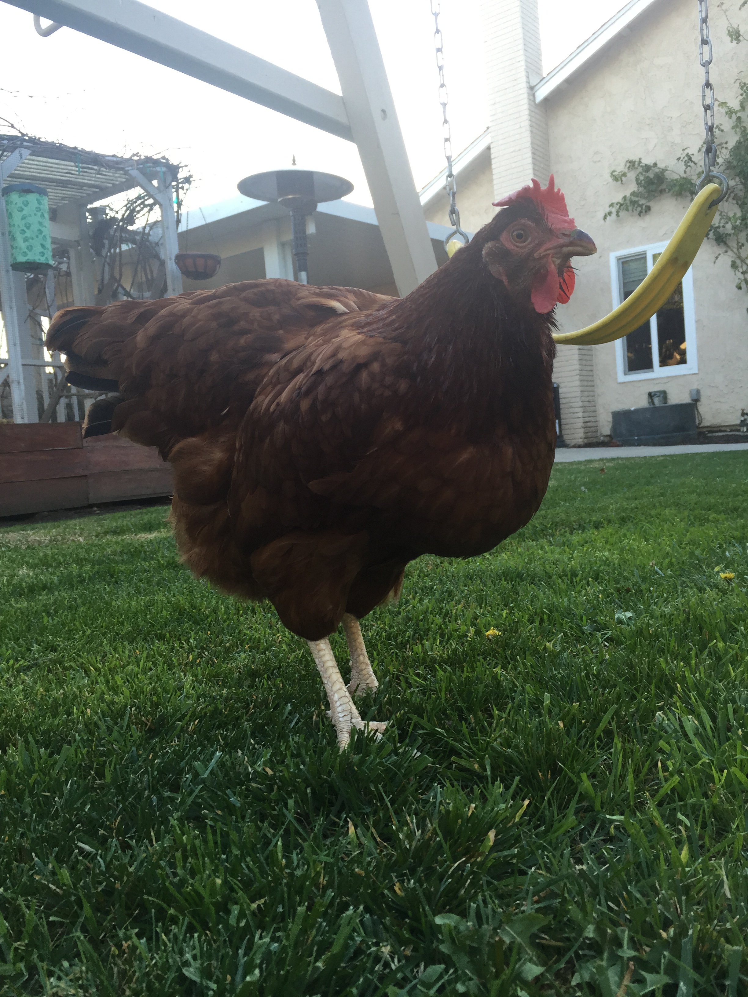 Peep (Rhode Island Red)