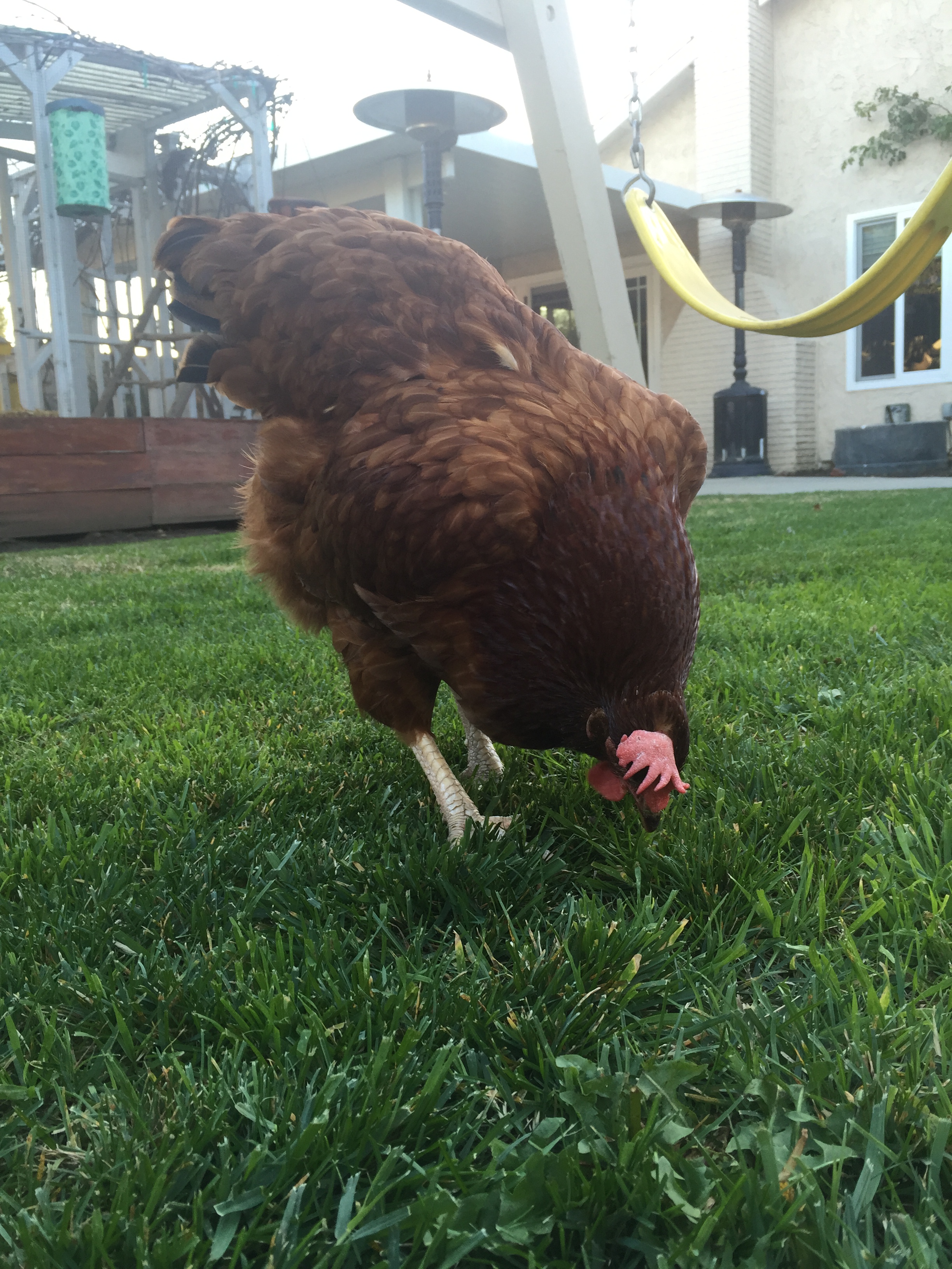 Peep (Rhode Island Red)