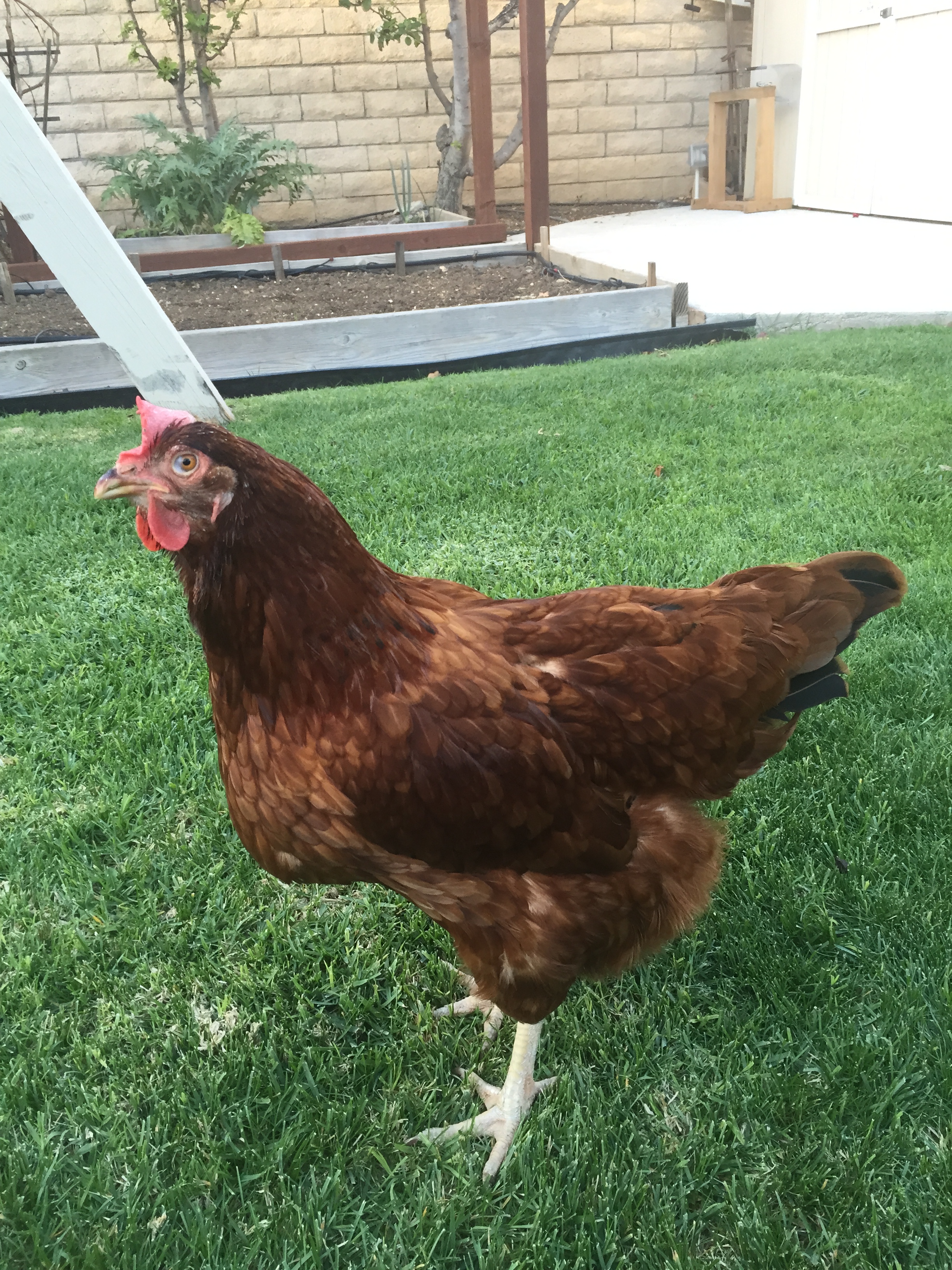Peep (Rhode Island Red)