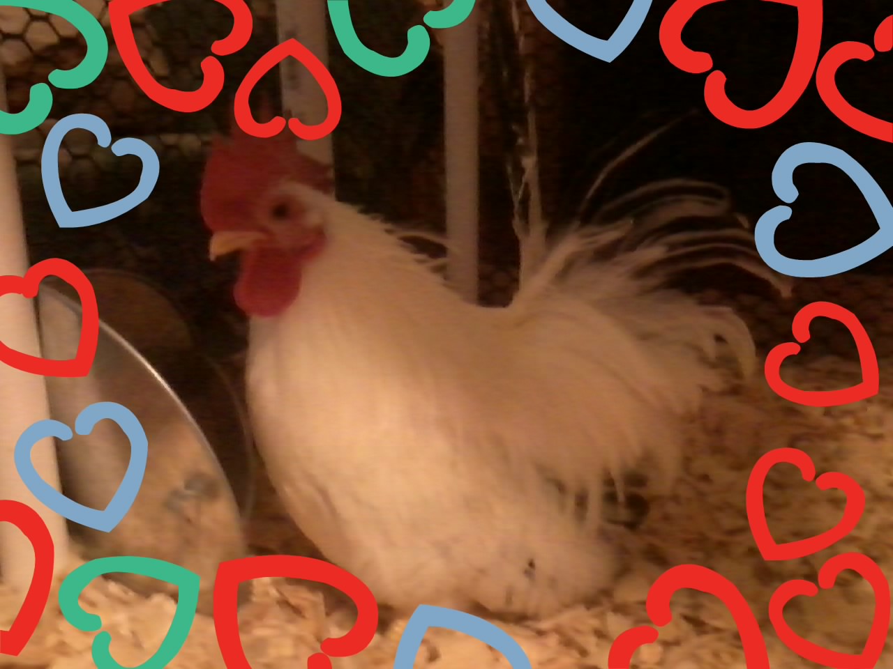 Peep