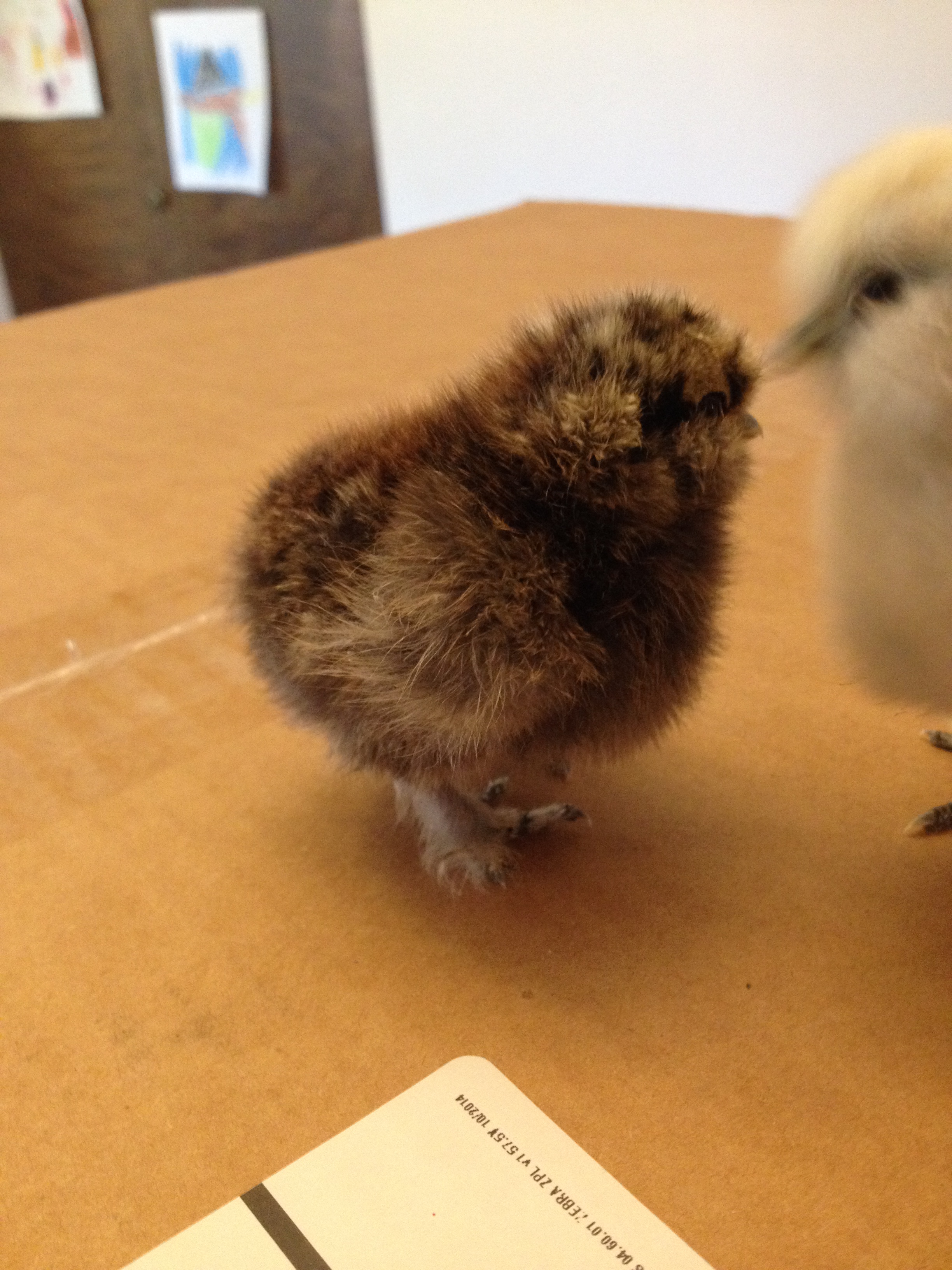 Peepers 1 week old