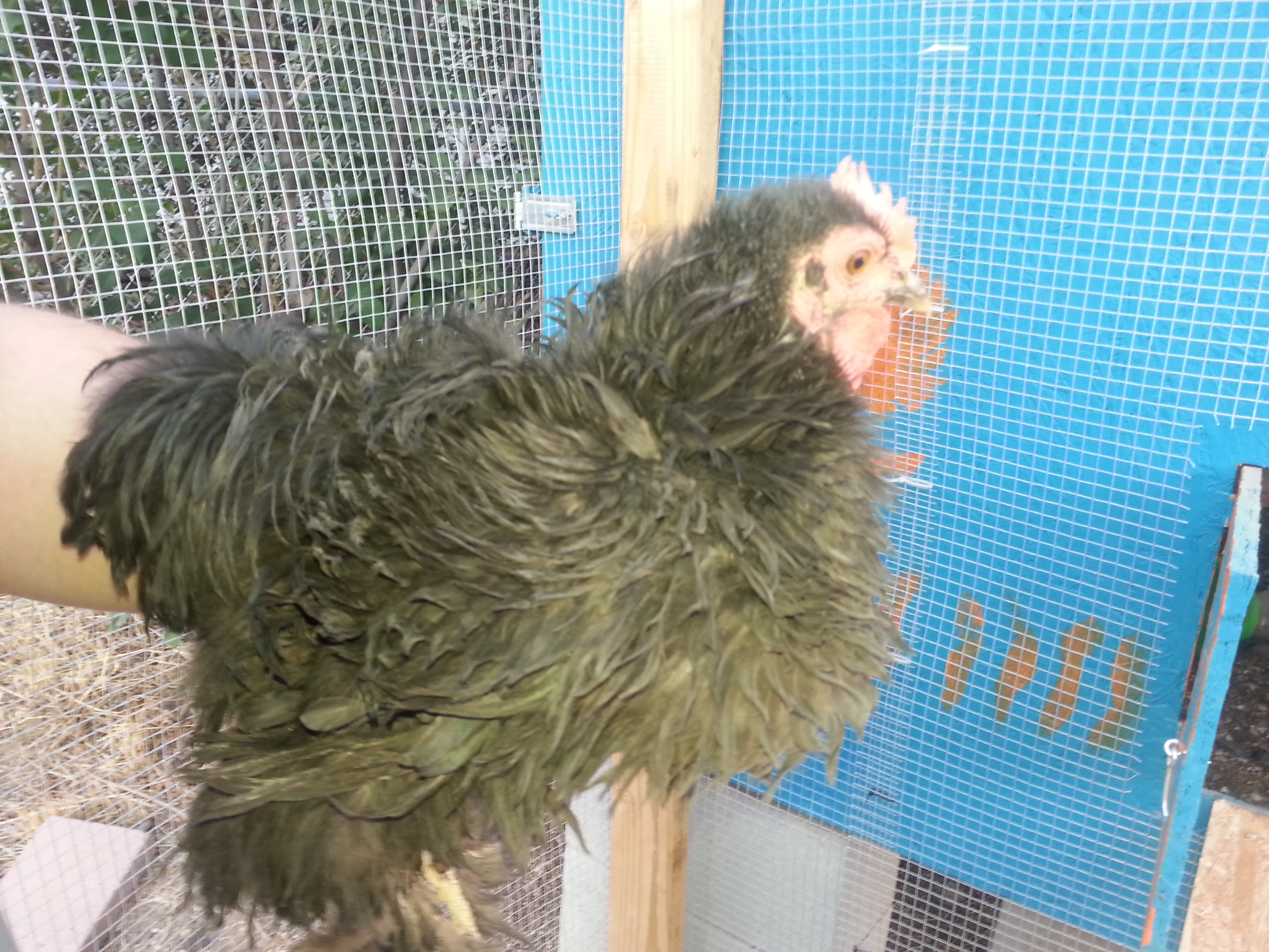 peepers my breeding roo very sweet black cochin frizzle