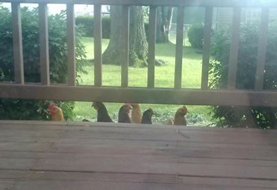 *
peeping hens