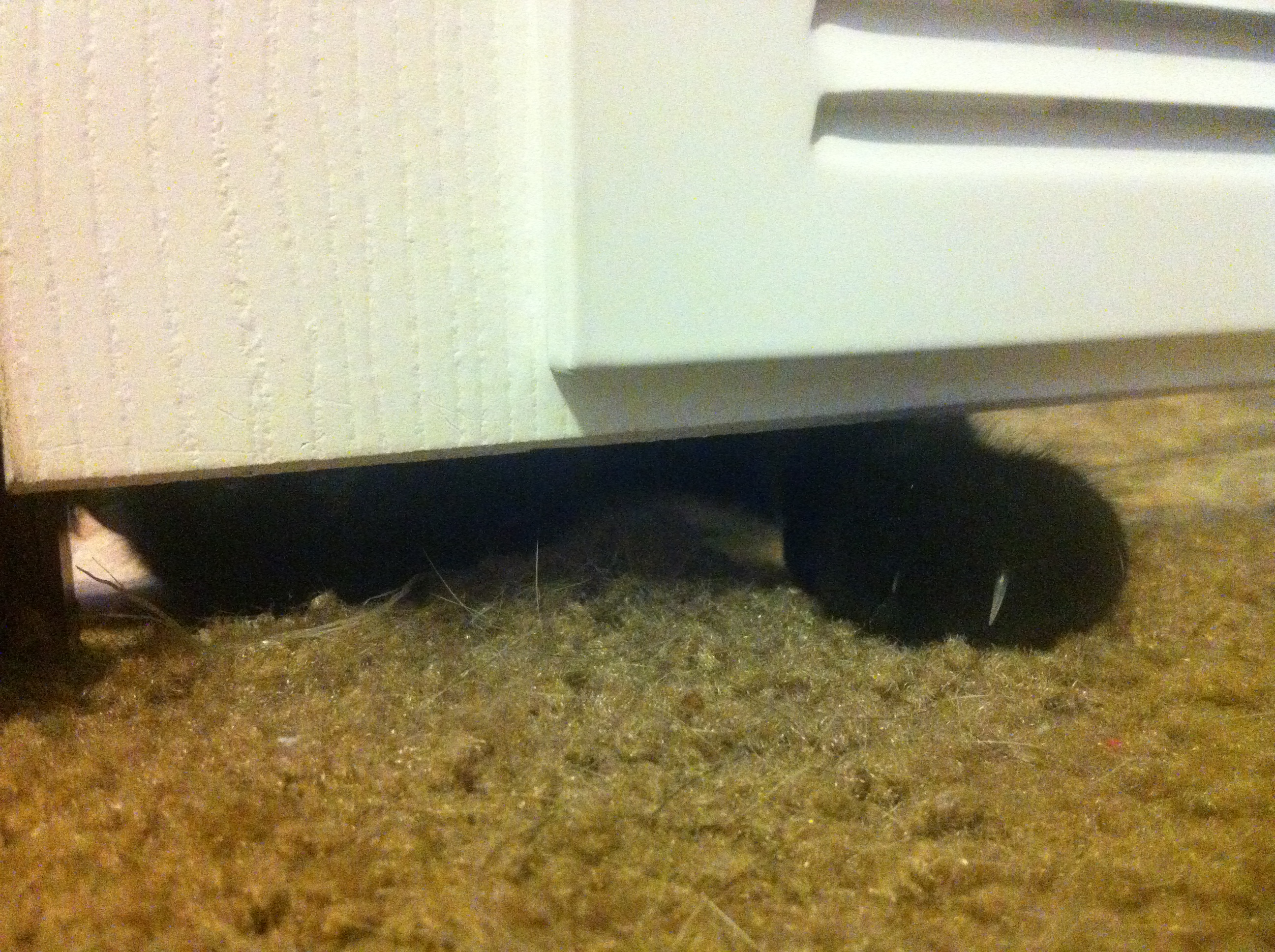 Peeping Ricky