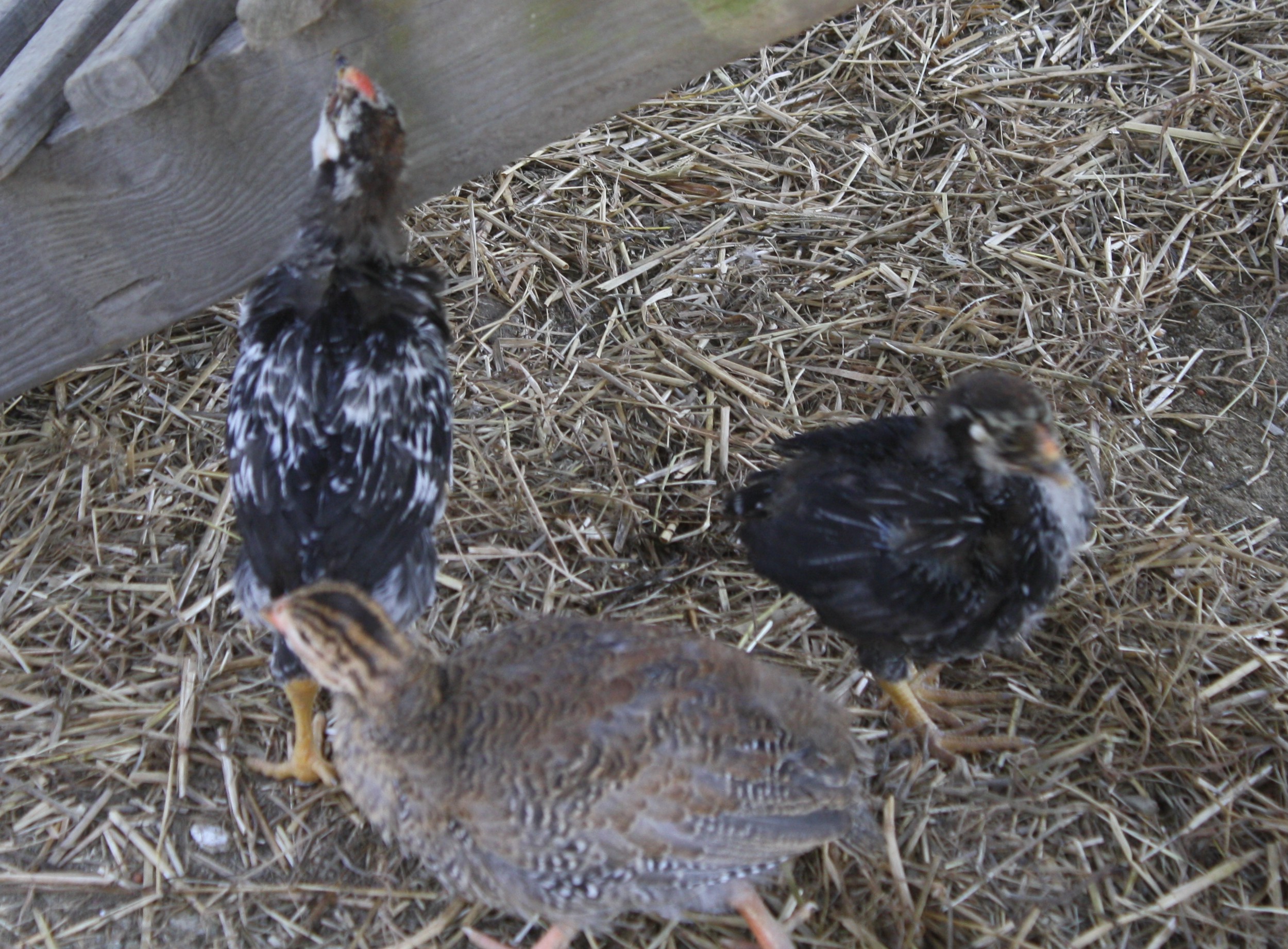 peeps at 5-6 wks old