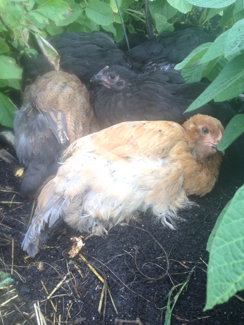 Peeps hanging out in the garden, having a mud bath!