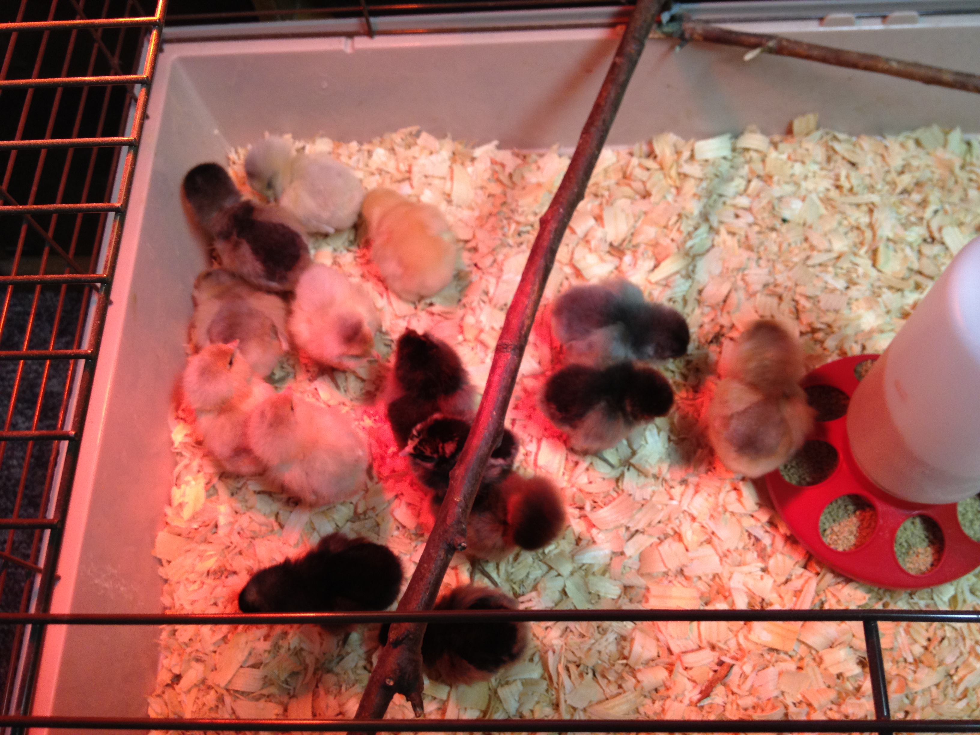 peeps!