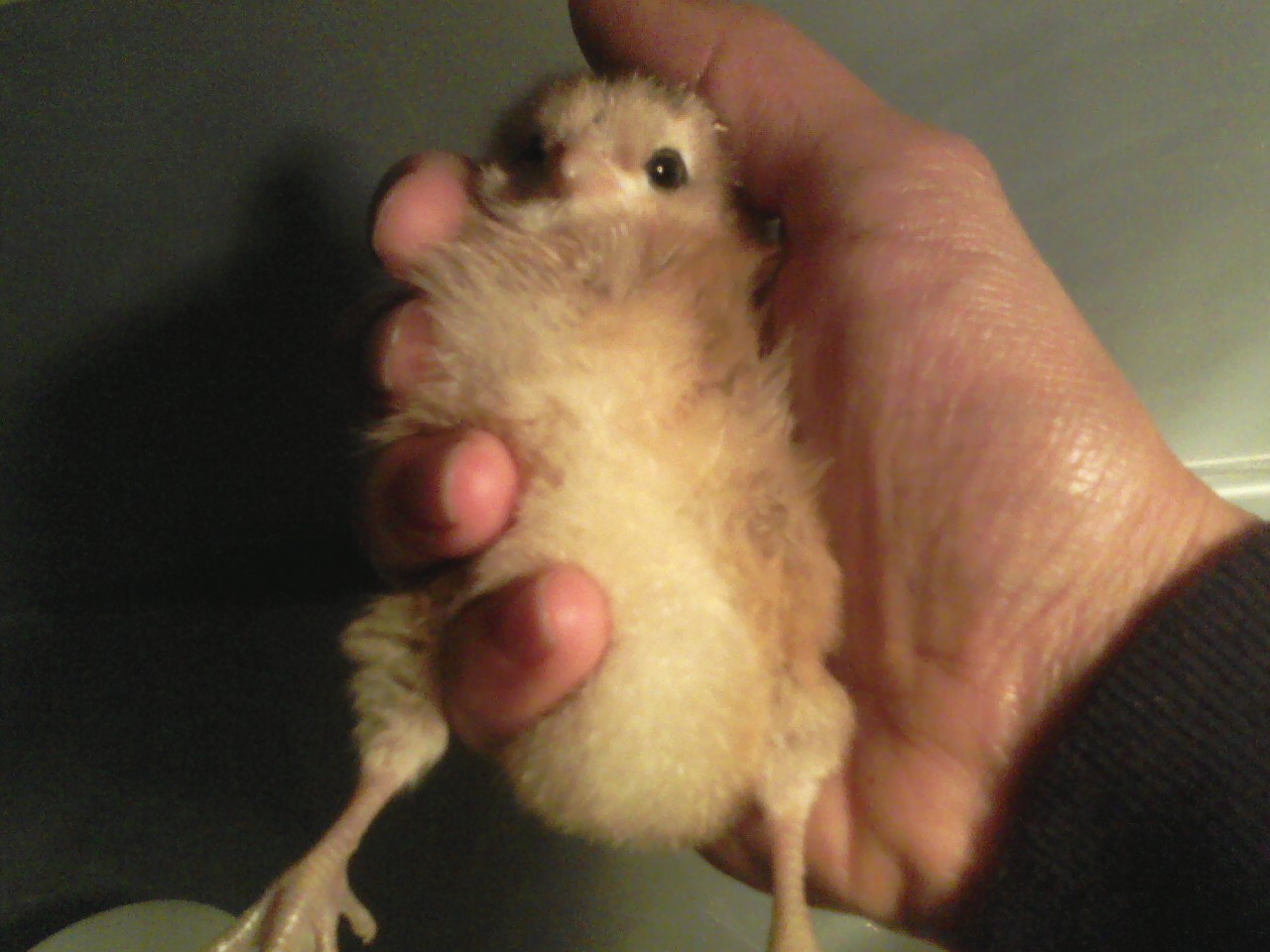 Peeta again.  She loved being handled and we loved it too.