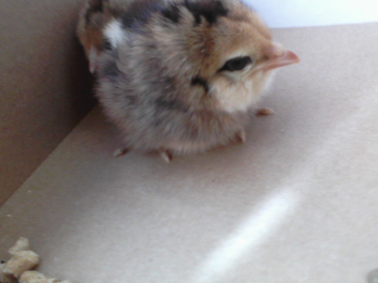 Peeta, our Easter Egger or Americauna.  The sign at the feed store said Americauna, but after doing a little bit of reading on this breed, sometimes they are just Easter Eggers.