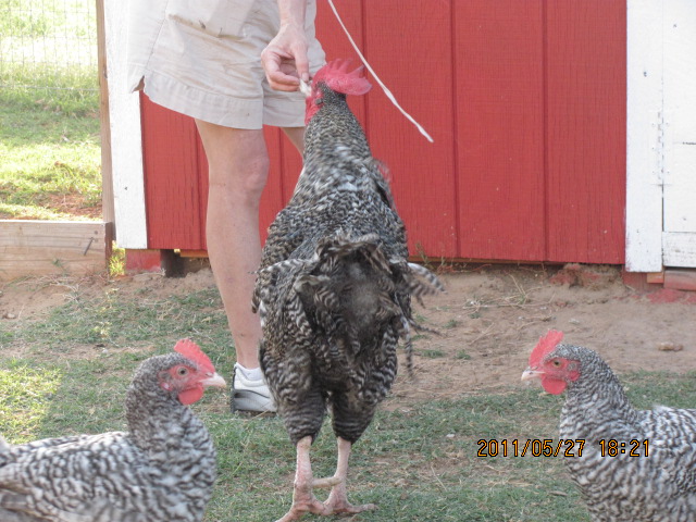 Peg getting bread for his girls.