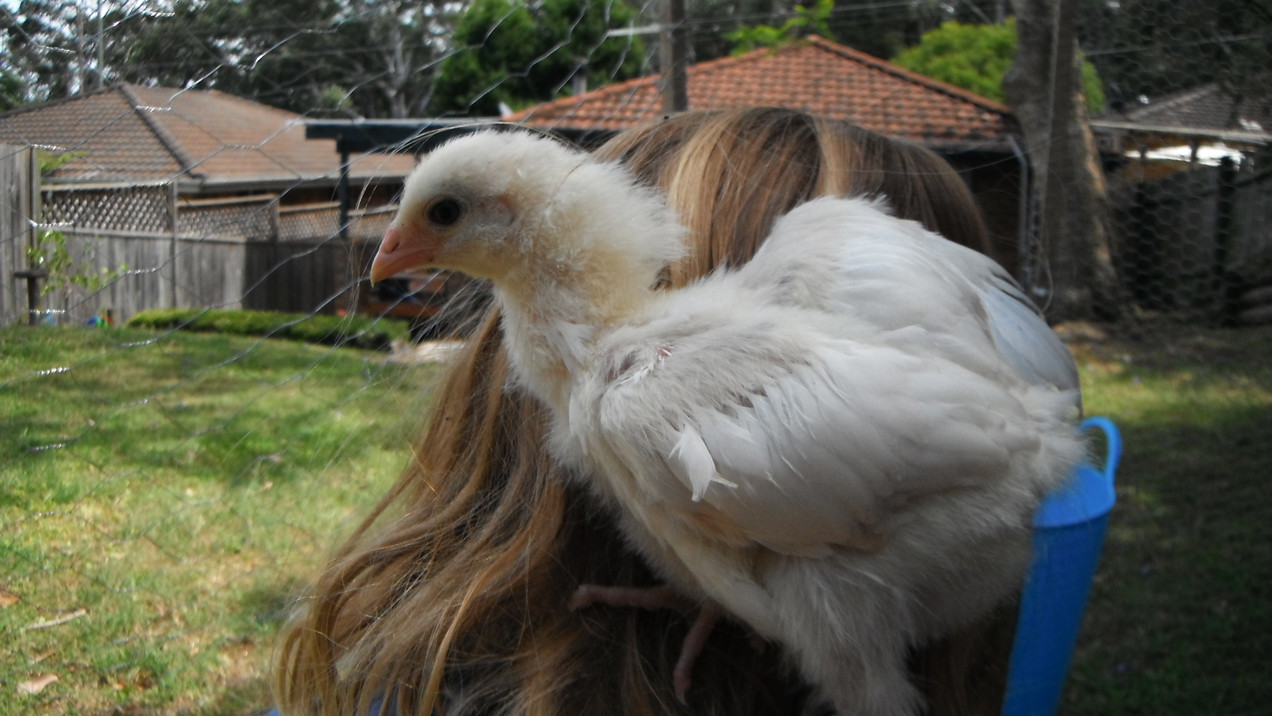 Peggy a Brahma X maybe 5wks??