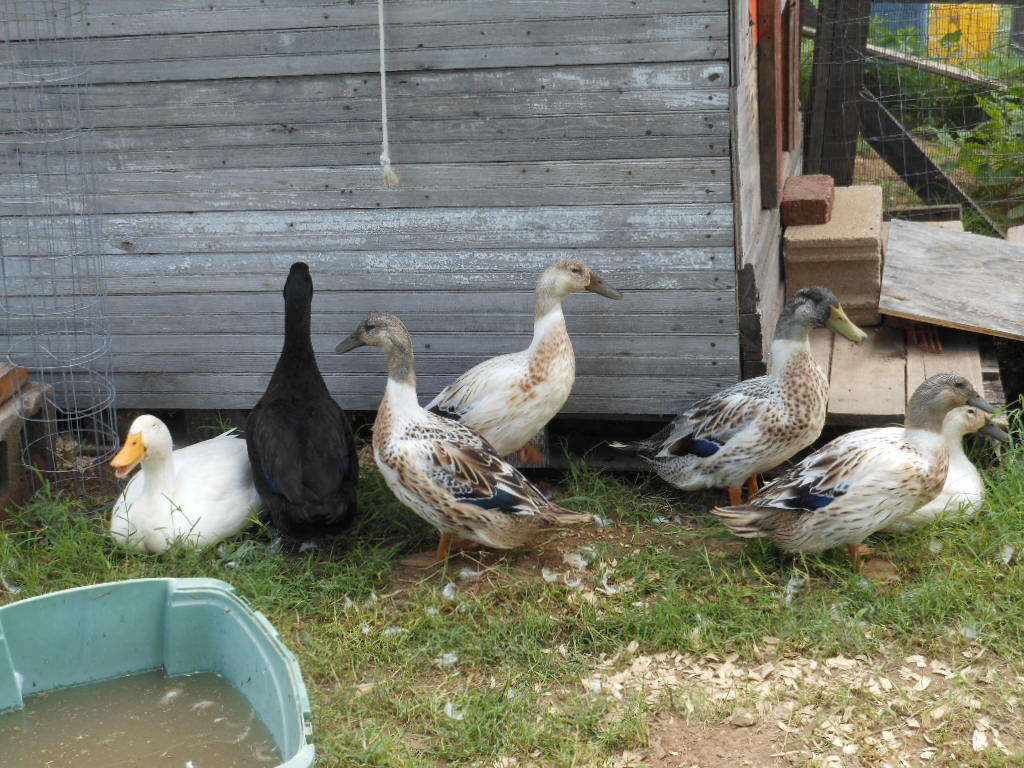 Pekin, Cayuga, and Welsh Harlequin's from Metzer