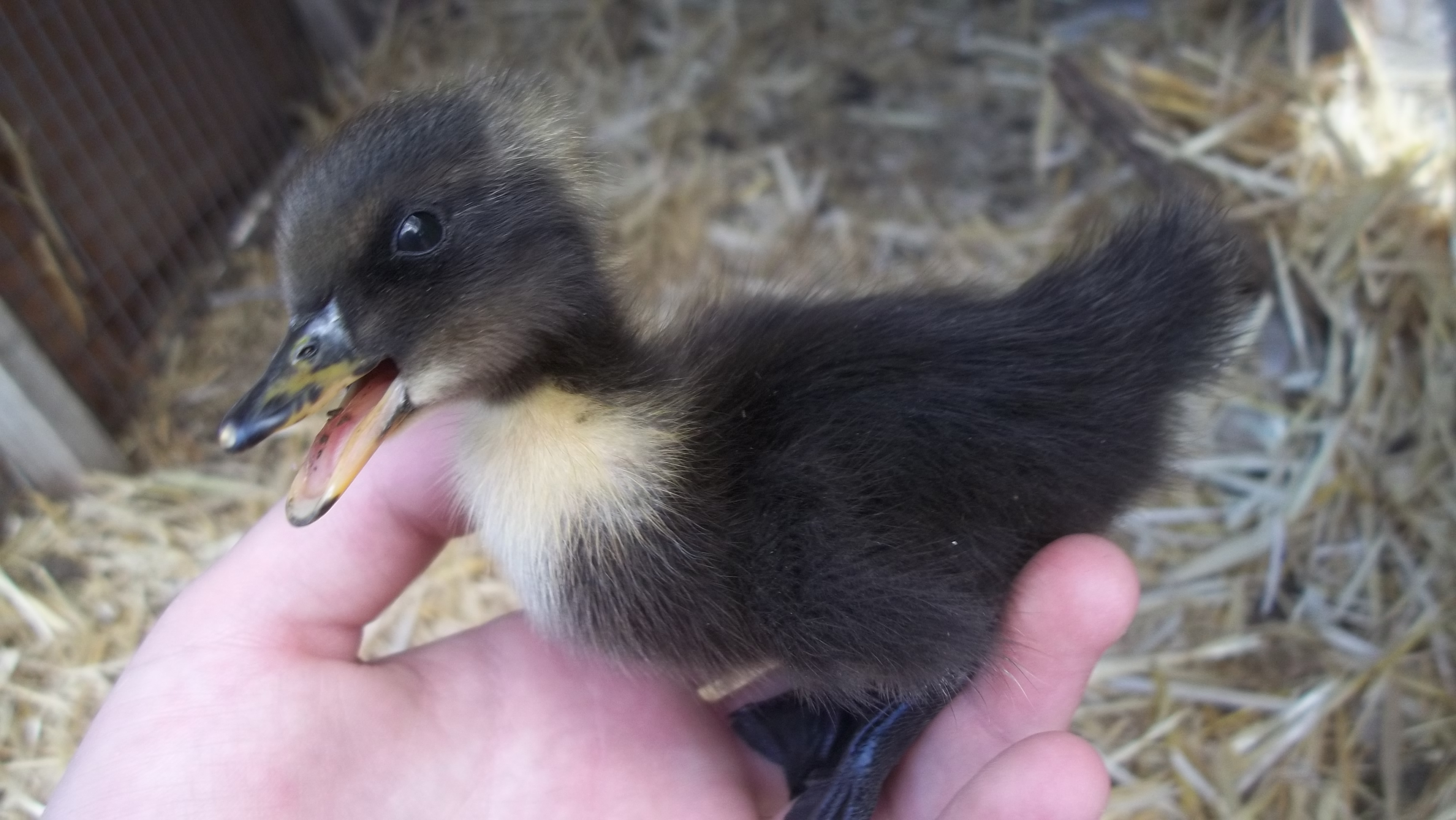 Pekin/cayuga duckling