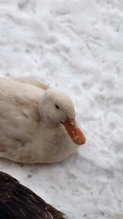 Pekin Drake
