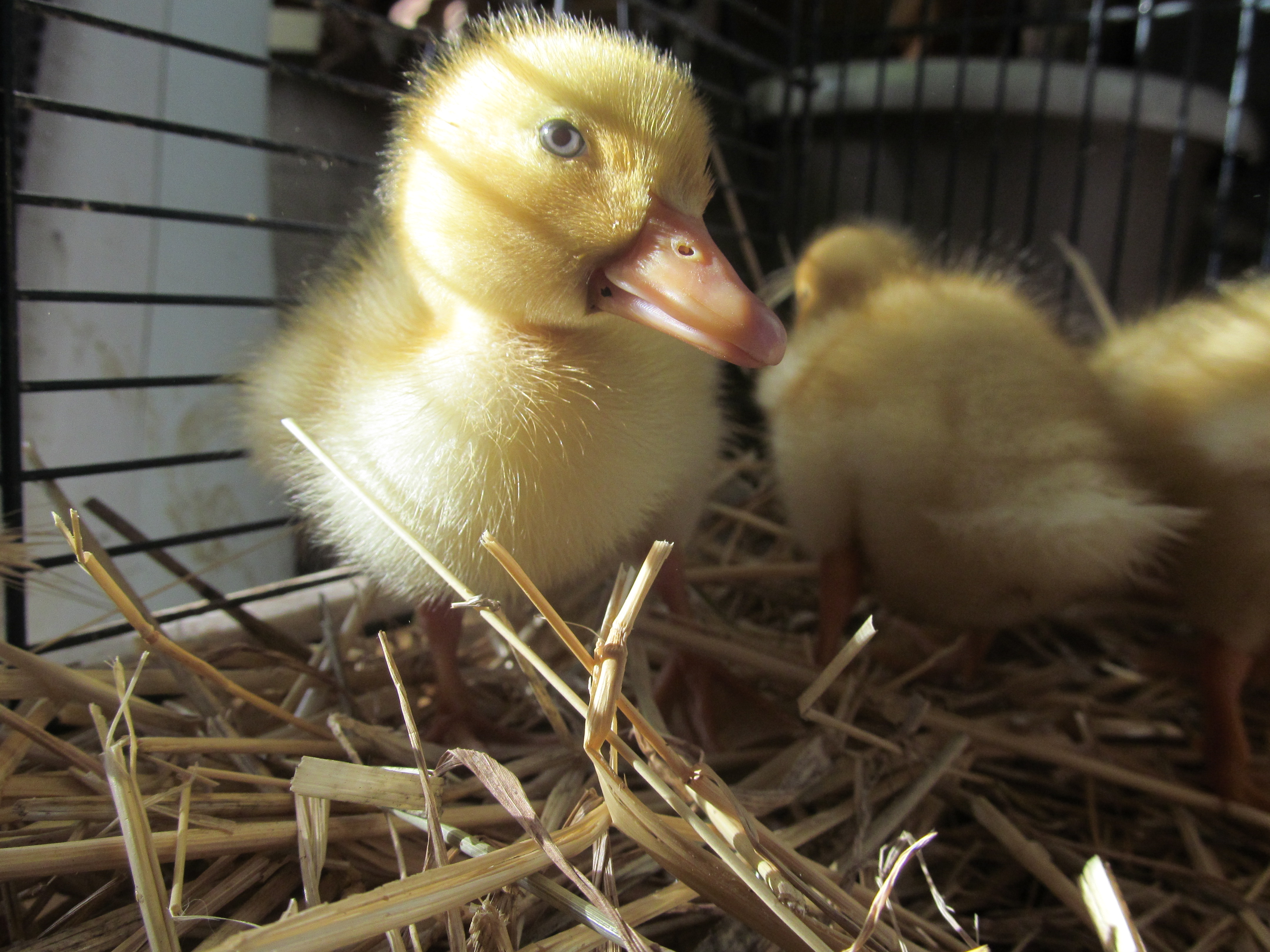 Pekin duck :)