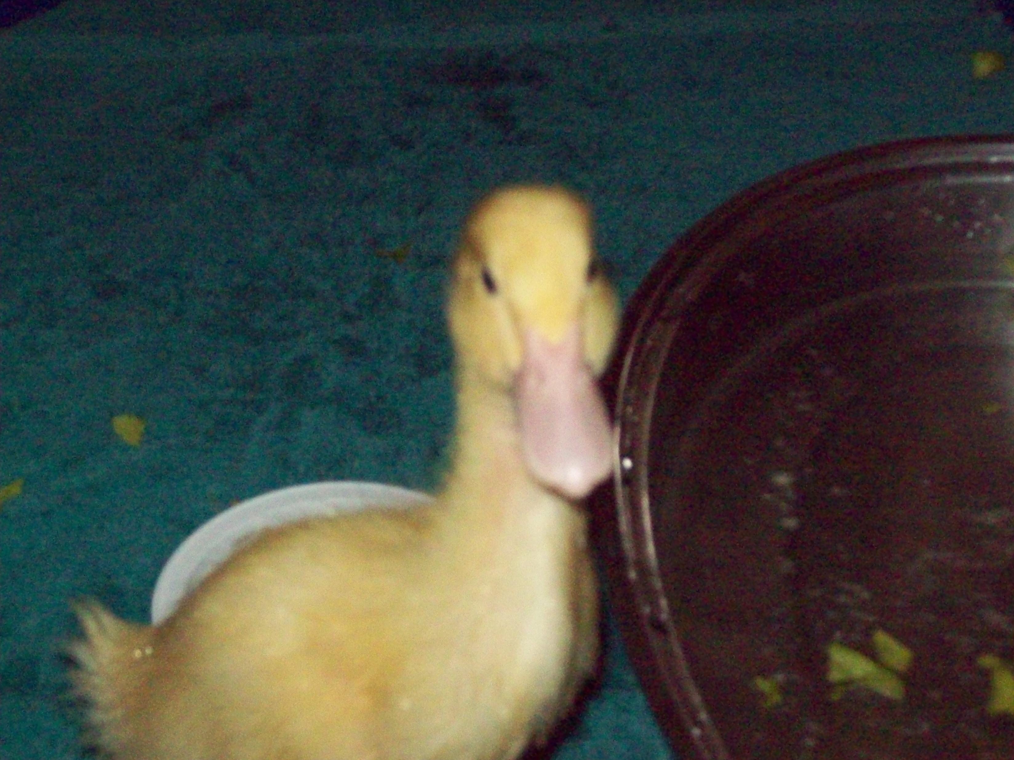 Pekin duckling (Aflac)