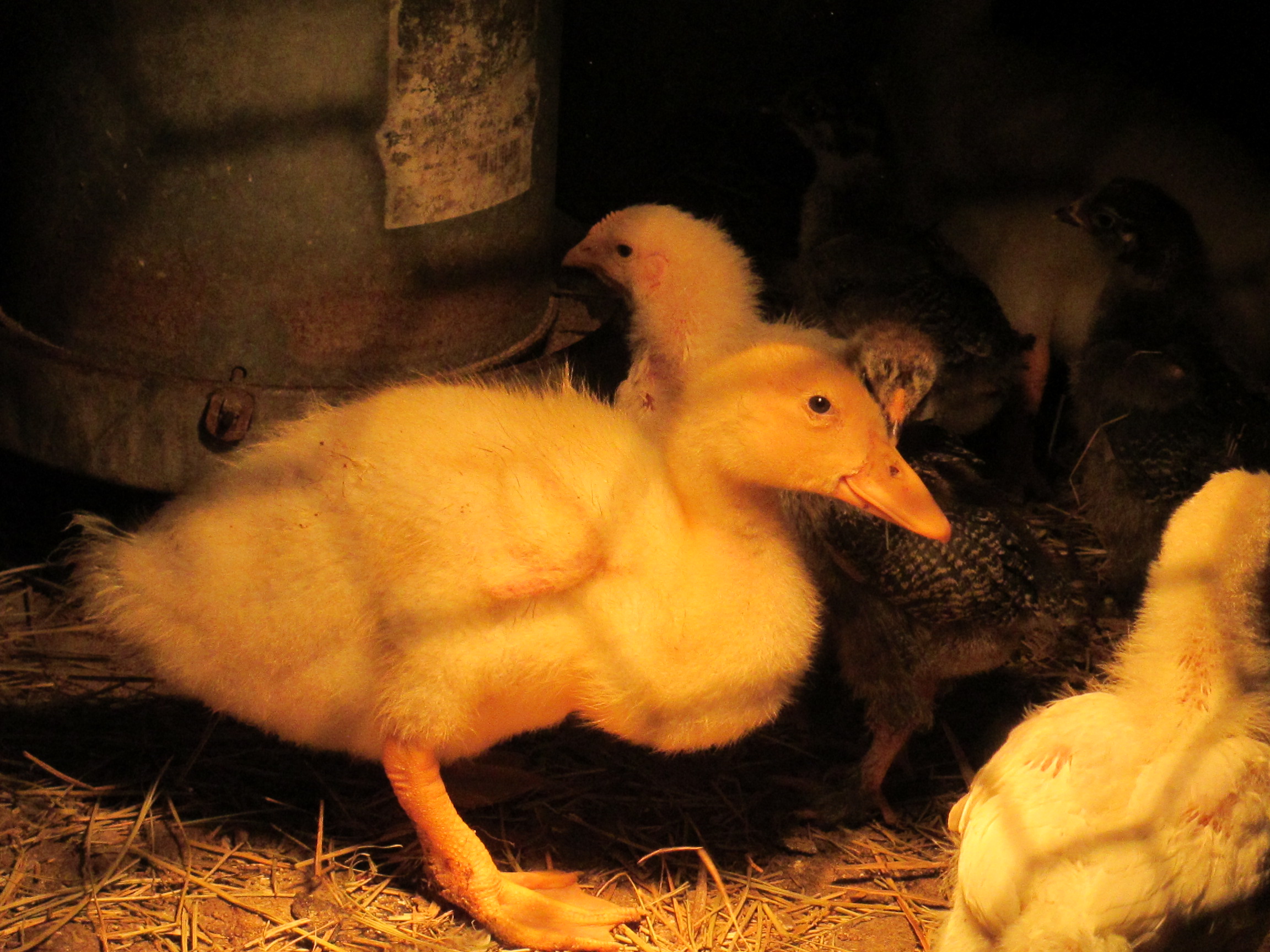 Pekin ducklings.